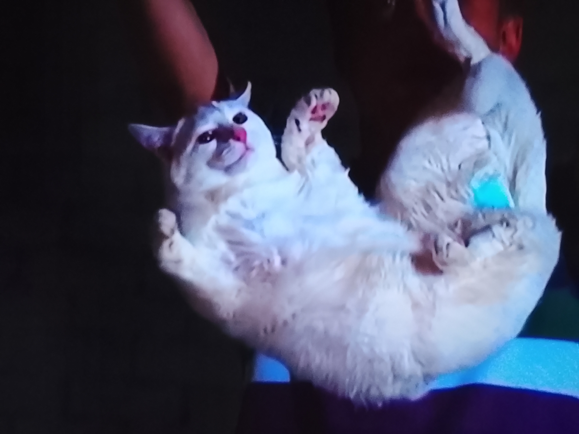 A light-colored cat is being held by a person, its back is facing the camera. The cat's head is turned to the left, with its tongue sticking out. The cat's paws are in the air, and there is a patch of bright blue material on its hindquarters. The background is dark and out of focus, with some blurry figures visible, suggesting an indoor setting. There is no information in the image to suggest its location in the city of Klichaw, Belarus.