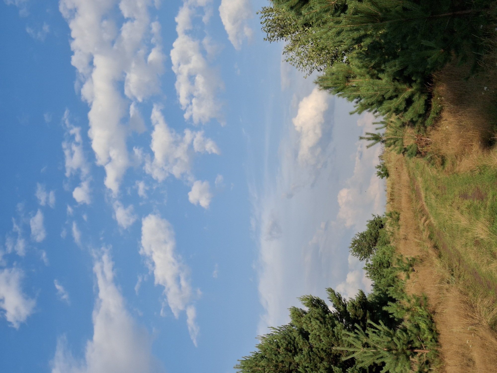 The image depicts a rural landscape in Plishkino, Russia, characterized by a winding dirt path through dry, golden-brown grass and scattered pine trees. The path slopes gently uphill, curving to the right. The sky above is a vibrant blue, dotted with scattered white cumulus clouds. The foreground is dominated by the dry grass and the path, with pine trees of varying sizes framing the sides of the scene. In the distance, more pine trees and a hint of darker green foliage can be observed on a rolling hill. The lighting suggests it is daytime, possibly late afternoon, given the shadows cast on the grass and the warm tones of the vegetation. No people or animals are visible in the image.