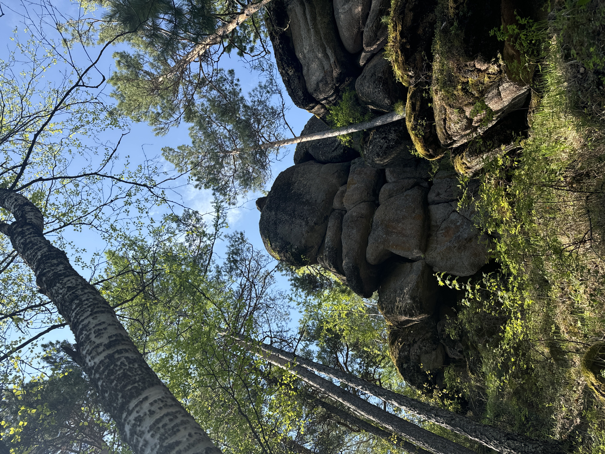 The image depicts a view looking upward in what appears to be a forested area with unique rock formations. There are several tall trees with sparse foliage, suggesting early spring. The bark of one tree is distinctive, with a white base and dark blotches. Dominating the right side of the image are large, irregularly shaped rocks, partially covered in moss and sparse vegetation. The sky is visible through the trees, a clear blue with a few thin clouds. The location is possibly within or near the Stolby Nature Reserve in Krasnoyarsk, Russia, known for its unusual rock pillars and boreal forest landscape. There are no people visible in the scene. The overall environment conveys a sense of natural beauty and geological interest.