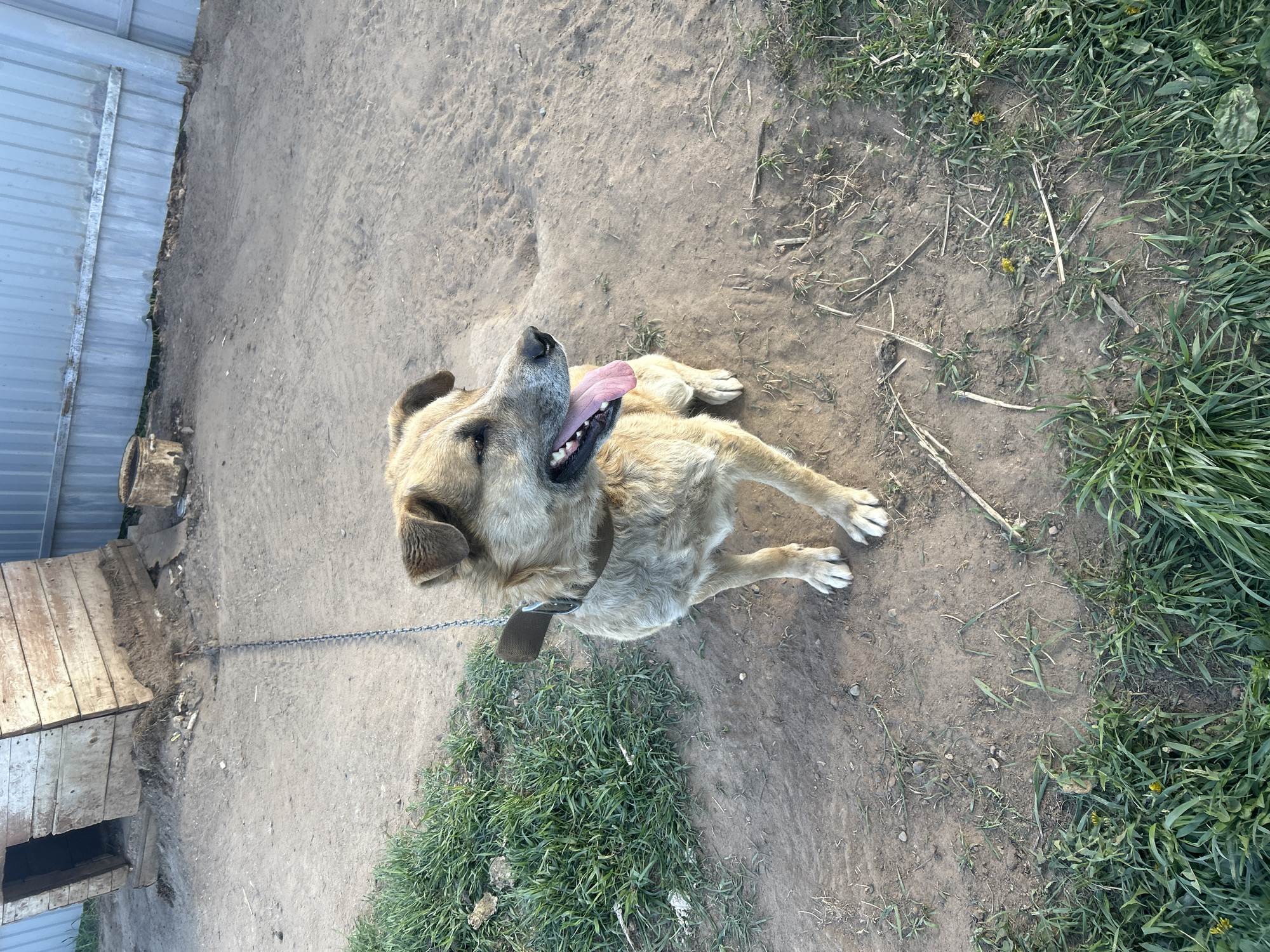 A medium-sized, light brown dog with a dark brown collar and a metal chain attached to it is lying on a dirt ground partially covered with grass. The dog's mouth is open and its tongue is hanging out. To the left of the dog is a wooden dog house next to a corrugated metal fence. The location is presumed to be Ольховка, Russia.