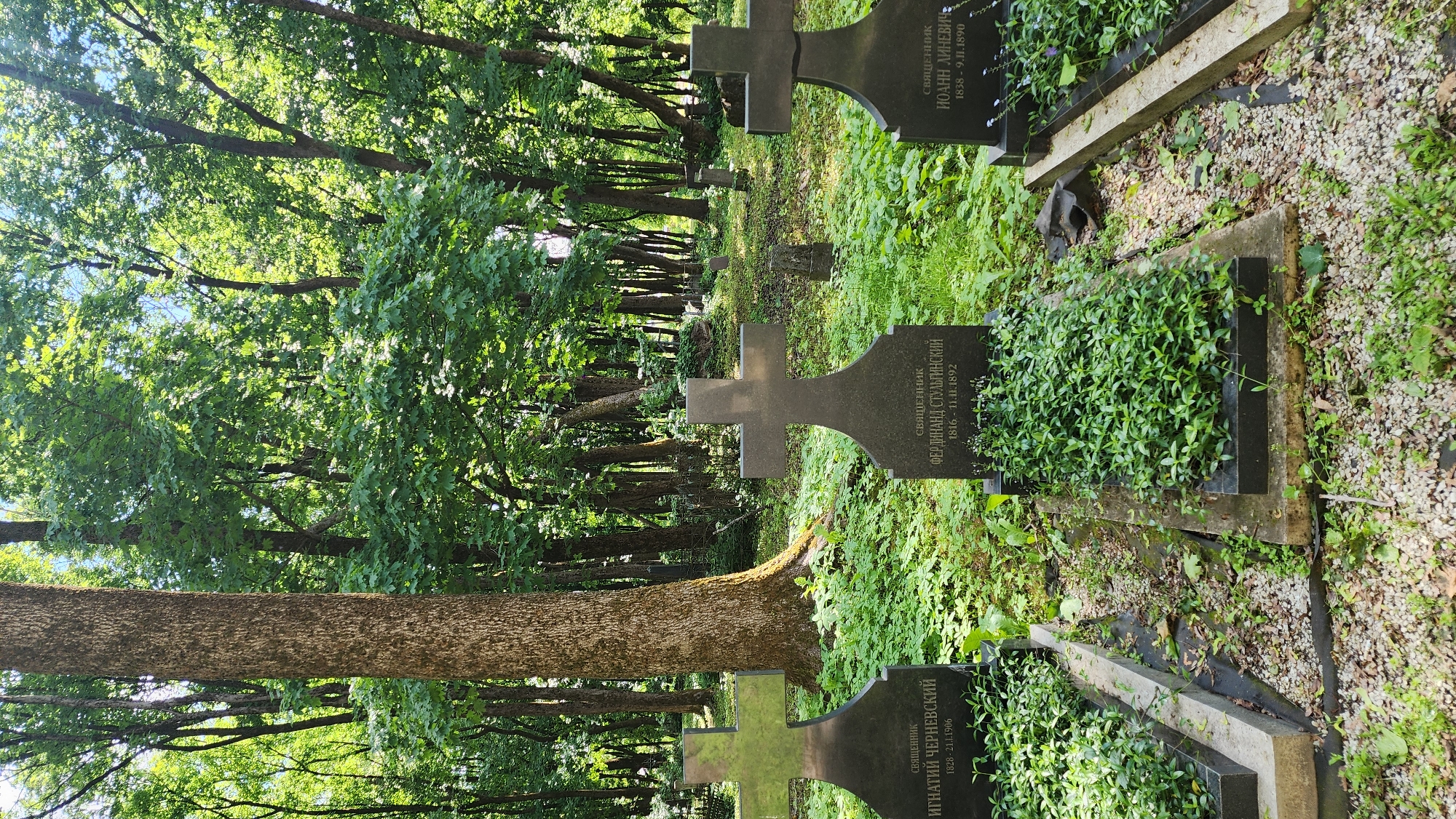 The image shows a cemetery in Smolensk, Russia. A tree trunk is prominent in the foreground, obscuring the view of numerous grave markers further in the background. The grave markers are stone crosses with inscriptions in Russian, and vegetation covers some of them. The graves are lined up in rows along a path into the cemetery. The trees cast shadows on the cemetery grounds.