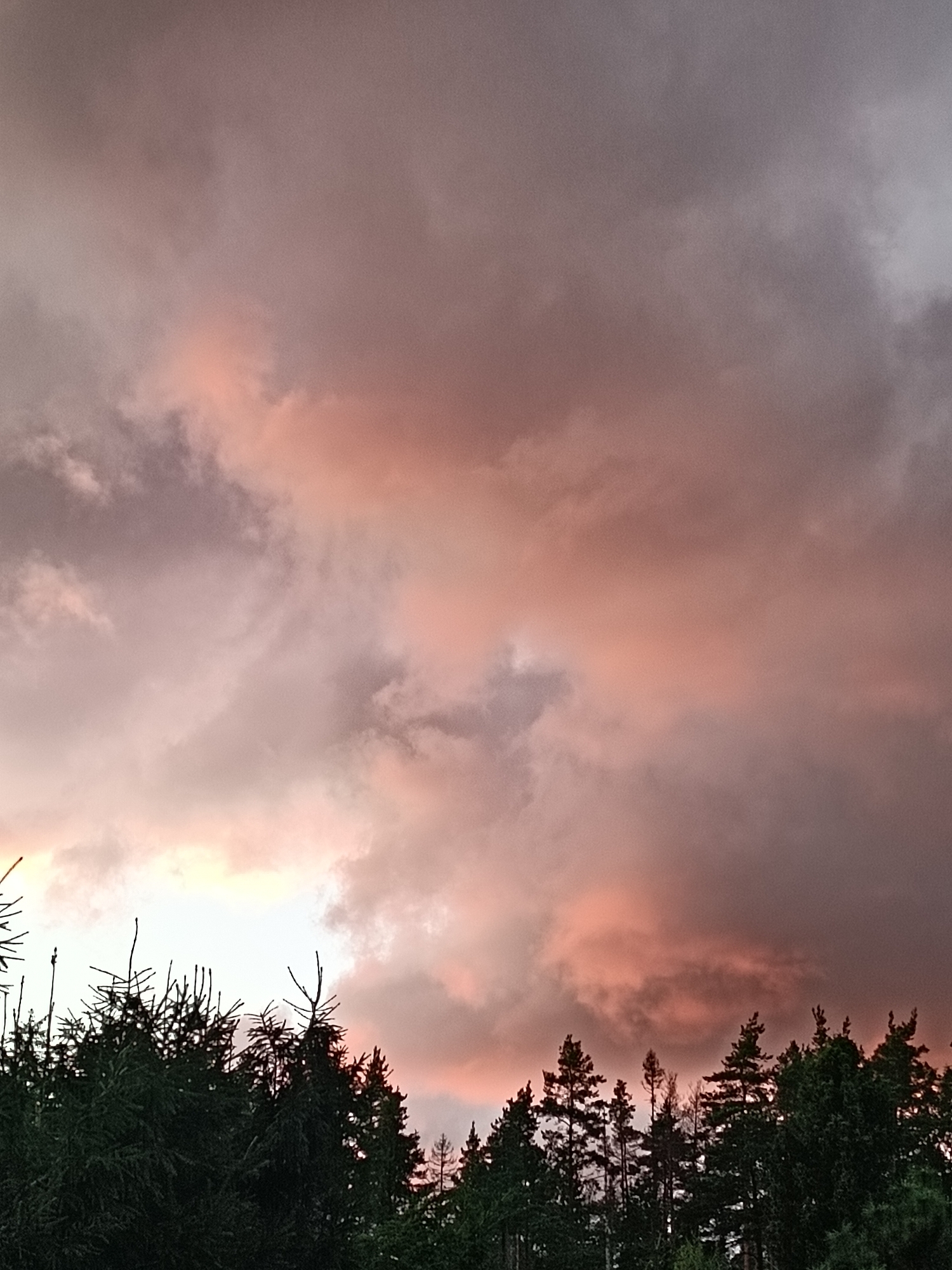 The image depicts a cloudy sky illuminated with hues of pink and orange, suggesting either sunrise or sunset. Below the sky, a dense line of dark green coniferous trees forms the horizon. The trees are silhouetted against the brightly lit sky, with their branches and spires clearly visible. The overall scene is natural, depicting a forest edge against a dramatic sky. There are no people or man-made structures visible, suggesting a rural or wilderness setting. The image is a photograph of a natural landscape.