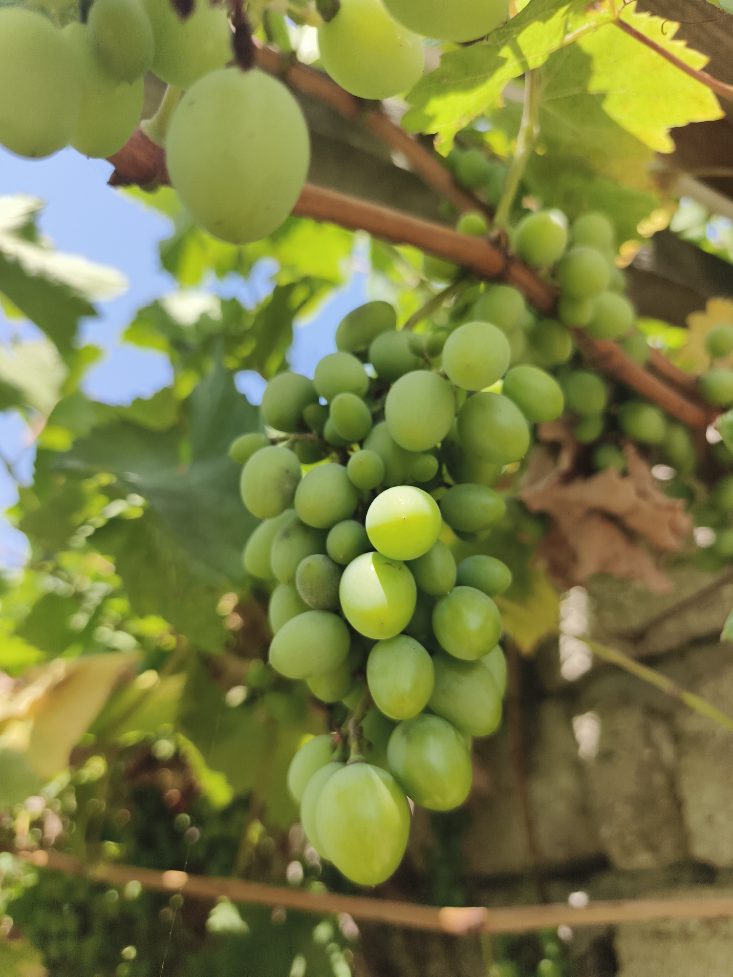 The image shows a cluster of unripe green grapes hanging from a vine. The grapes are round and a light green color, with some appearing slightly translucent. They are clustered together on a thick, brown vine that is supported by a wooden stake or trellis. The background is blurred, showing green leaves, sunlight filtering through, and a hint of blue sky. There is also a stone wall visible in the upper right portion of the frame, suggesting an outdoor environment, possibly a garden or vineyard. The lighting indicates it is daytime, with natural sunlight illuminating the scene. The location is specified as Khazar Raion, Azerbaijan. No people are present in the image.
