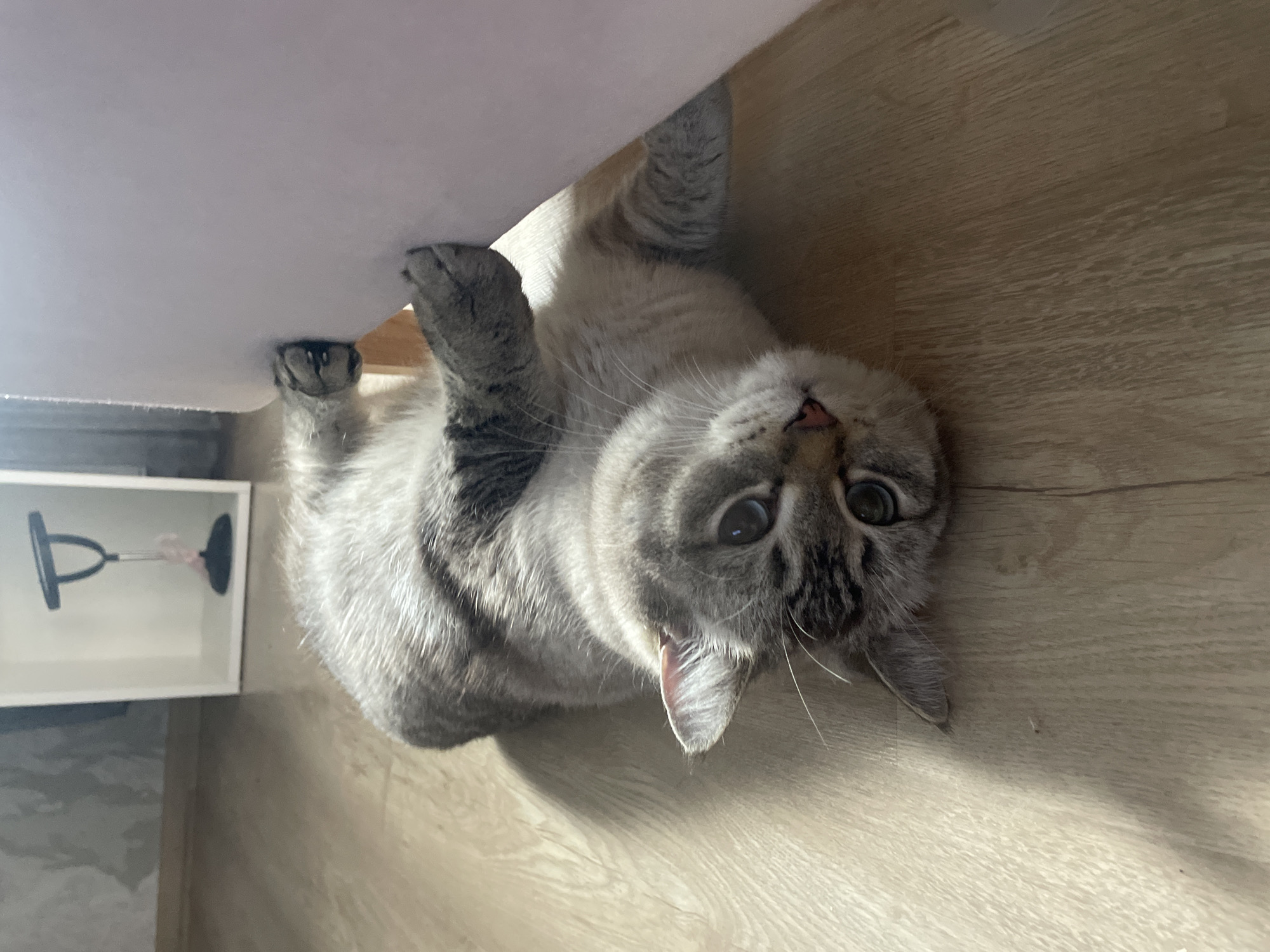 A domestic cat with striking blue eyes and gray-silver fur, detailed with tabby stripes on its head and legs, is captured in an indoor setting in Votkinsk, Russia. The cat is positioned upside down, gripping the underside of a light-colored, possibly fabric-covered piece of furniture with its front paws. Its head is tilted, looking directly at the camera with wide, curious eyes and a small pink nose, conveying a playful and inquisitive demeanor.
The floor beneath the cat is a light brown wood laminate, showing visible grain. In the background, to the left of the frame, there is a white, open-faced shelving unit or cabinet. Inside this unit, a small decorative item, possibly a lamp or figurine with a black base and a light pink element, is visible. The scene is lit by natural daylight, casting some gentle shadows. No text is visible in the image.