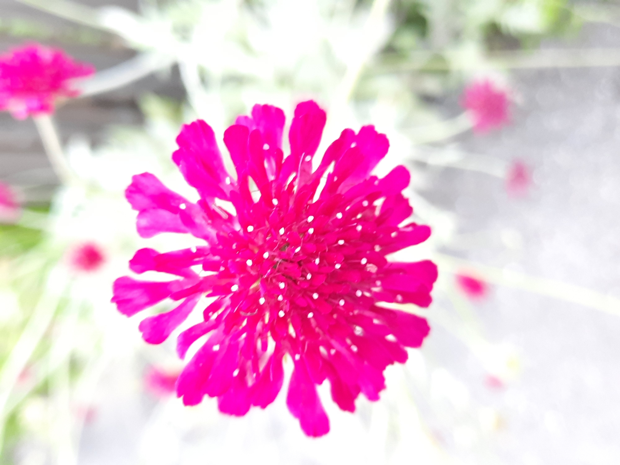The image is a close-up, slightly out-of-focus shot of a vibrant pink flower with many small, white stamen. The flower is the central subject, filling most of the frame. The background is a blur of green foliage and lighter, out-of-focus pink blossoms, suggesting a garden setting. There is no identifiable context within the image that places it specifically in Rosenheim, Germany. The image contains no people, actions, or interactions.