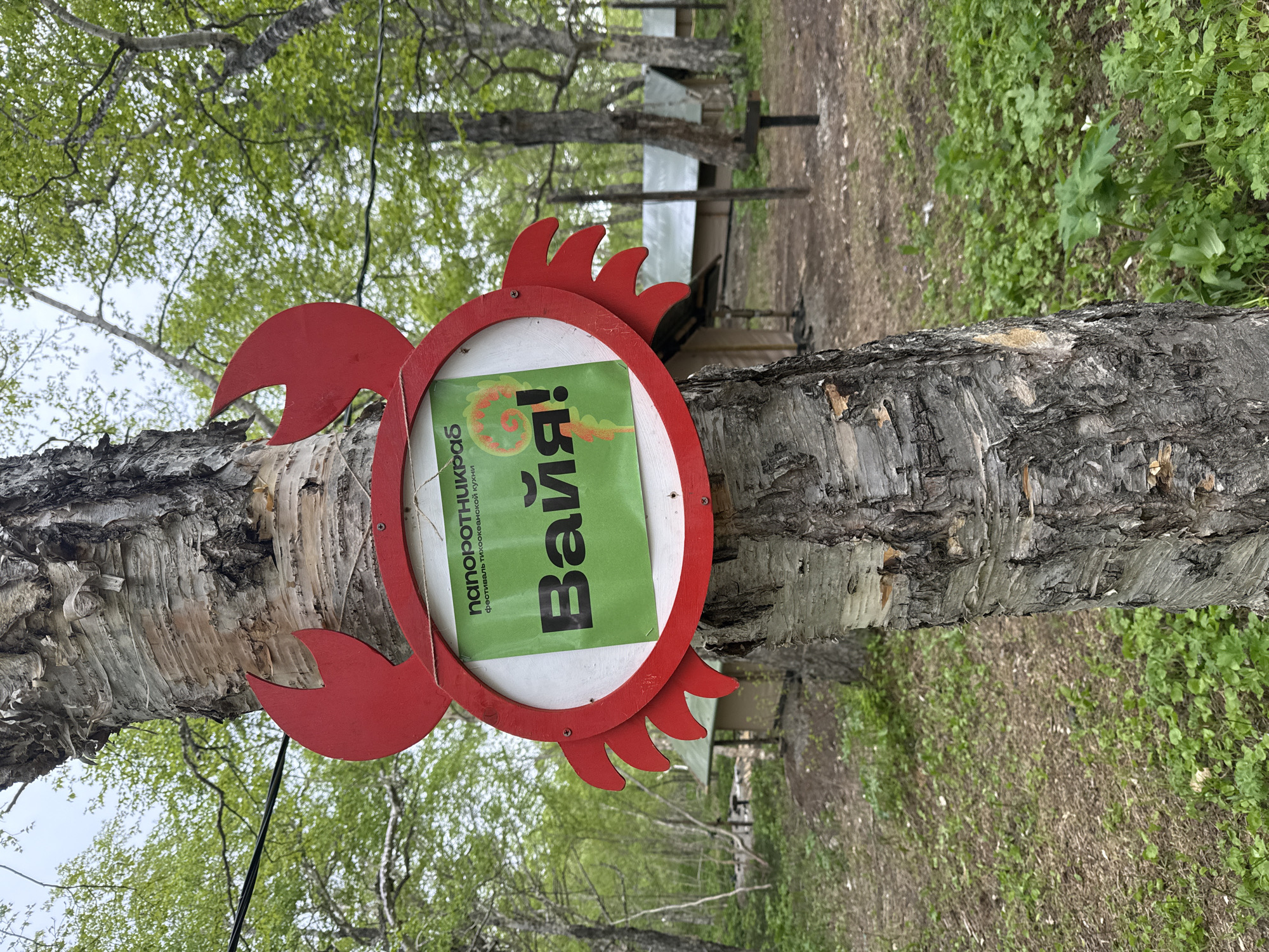 A red, crab-shaped sign is affixed to the trunk of a birch tree in a wooded area. The sign contains a white oval with a green insert. The green insert has text in Russian, reading "папоротниккраб" at the top and "ВаЙя!" in large letters below. The bottom line of text on the green insert is smaller and reads "фестиваль тихоокеанской кухни". Behind the tree, several canvas tents with green roofs are visible, suggesting a campsite or event location. The ground is covered with dry leaves and sparse green grass, and other trees with green foliage are present in the background. The sky is overcast. The location is identified as Paratunka, Russia.