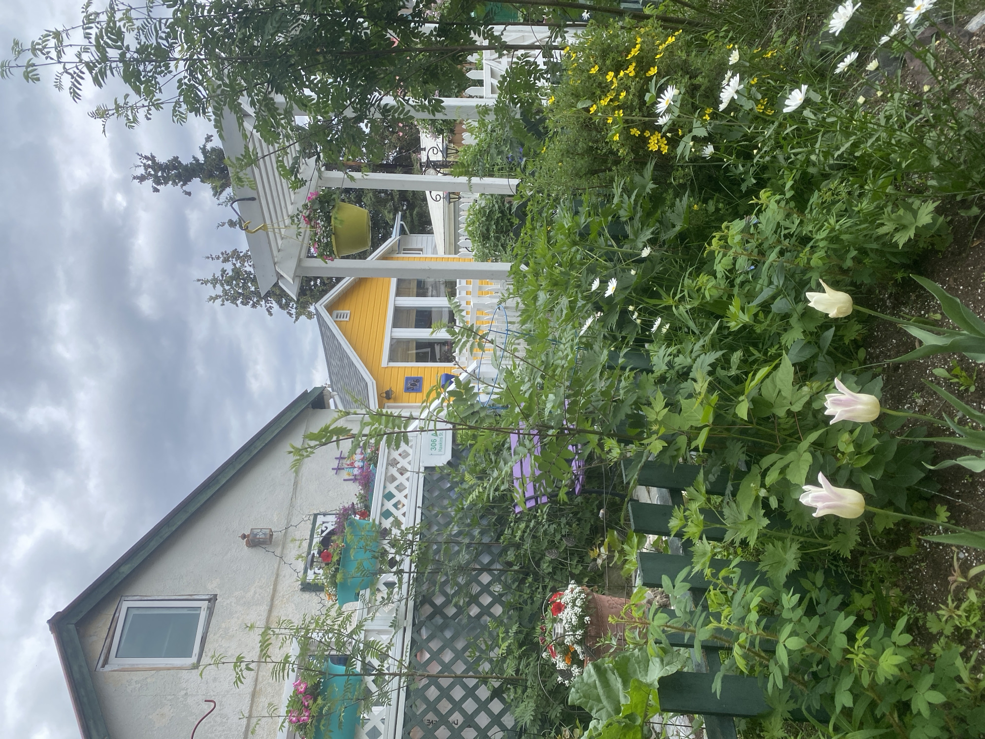 The image depicts a charming garden scene with a bright yellow house in the background, partially obscured by lush greenery and flowers. A white pergola runs along the side of the house, adorned with hanging flower baskets. The house itself appears to be a single or two-story dwelling with white trim and windows. Beyond the yellow house, another white house with a white picket fence is visible. The foreground is dominated by a variety of plants, including blooming white and yellow flowers, as well as pale pink tulips. A green wooden fence runs along the right side of the frame, with a lattice pattern visible behind some of the plants. Several planters are attached to a white lattice structure on the side of the house, filled with colorful flowers. The sky is overcast, suggesting a cloudy day. The overall impression is one of a well-tended, vibrant garden, likely in a residential area, perhaps during late spring or summer. No people are visible in the image. The scene evokes a sense of peaceful domesticity and natural beauty. There is a house number visible on a sign behind the greenery, reading "306."