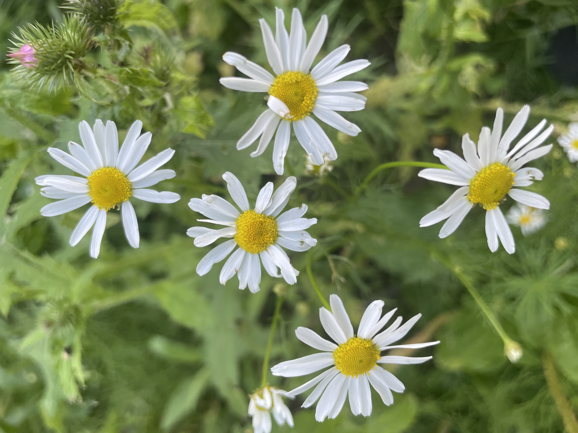 A close-up, top-down shot captures several white daisies with yellow centers scattered amongst green foliage. In the upper right corner, a prickly plant with a closed pink bud is visible. The scene appears to be an outdoor natural setting.