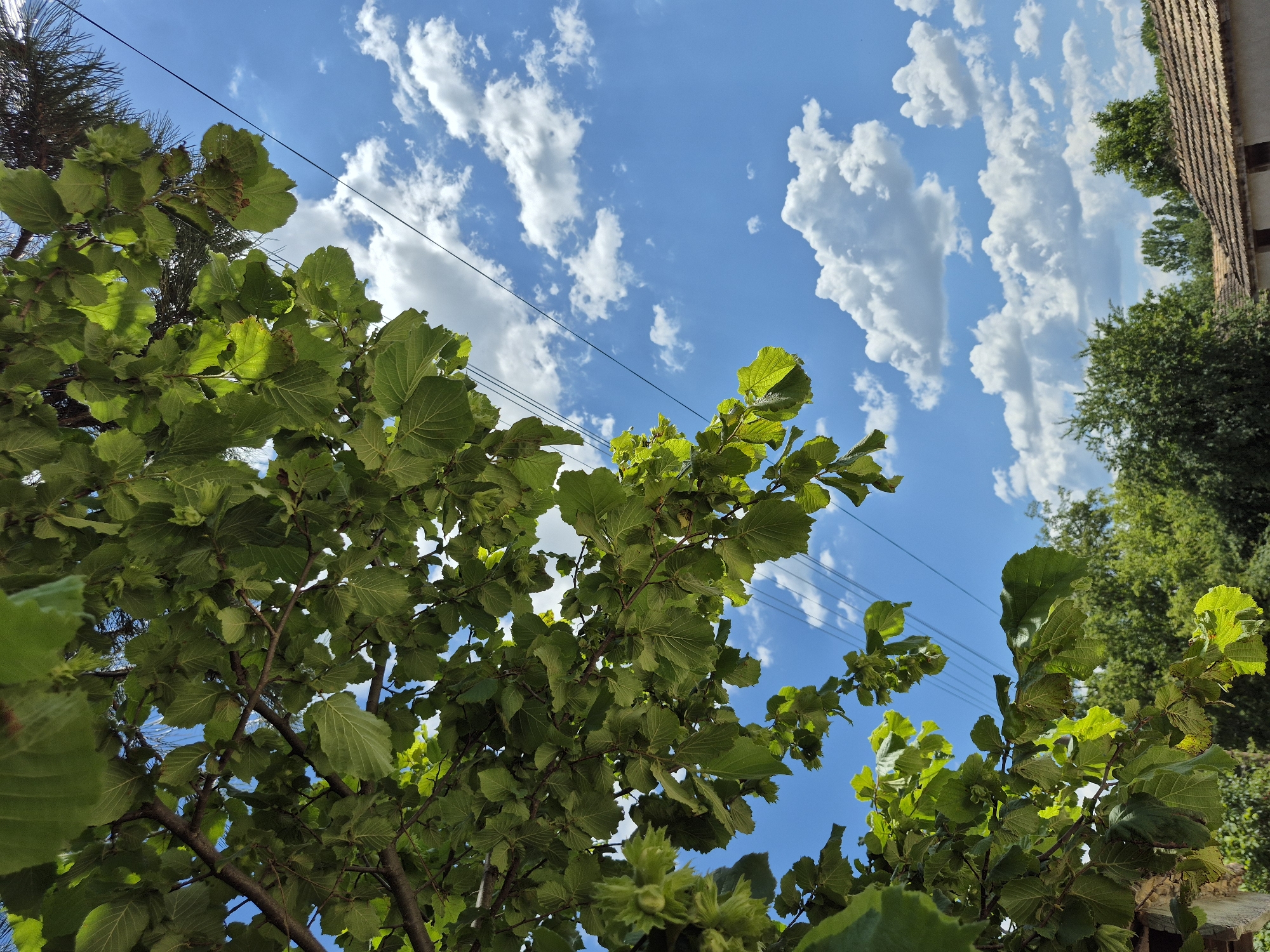 The image captures a low-angle view of a tree with lush green leaves against a bright blue sky filled with fluffy white clouds. Several power lines are visible diagonally across the sky. In the background, a dense canopy of green trees is present, and below that, the tiled roofs of what appear to be houses. The scene suggests a sunny day in a semi-rural or suburban area, possibly in Kardam, Bulgaria, given the presence of traditional tiled roofs and overhead electrical infrastructure. No people are visible in the image.