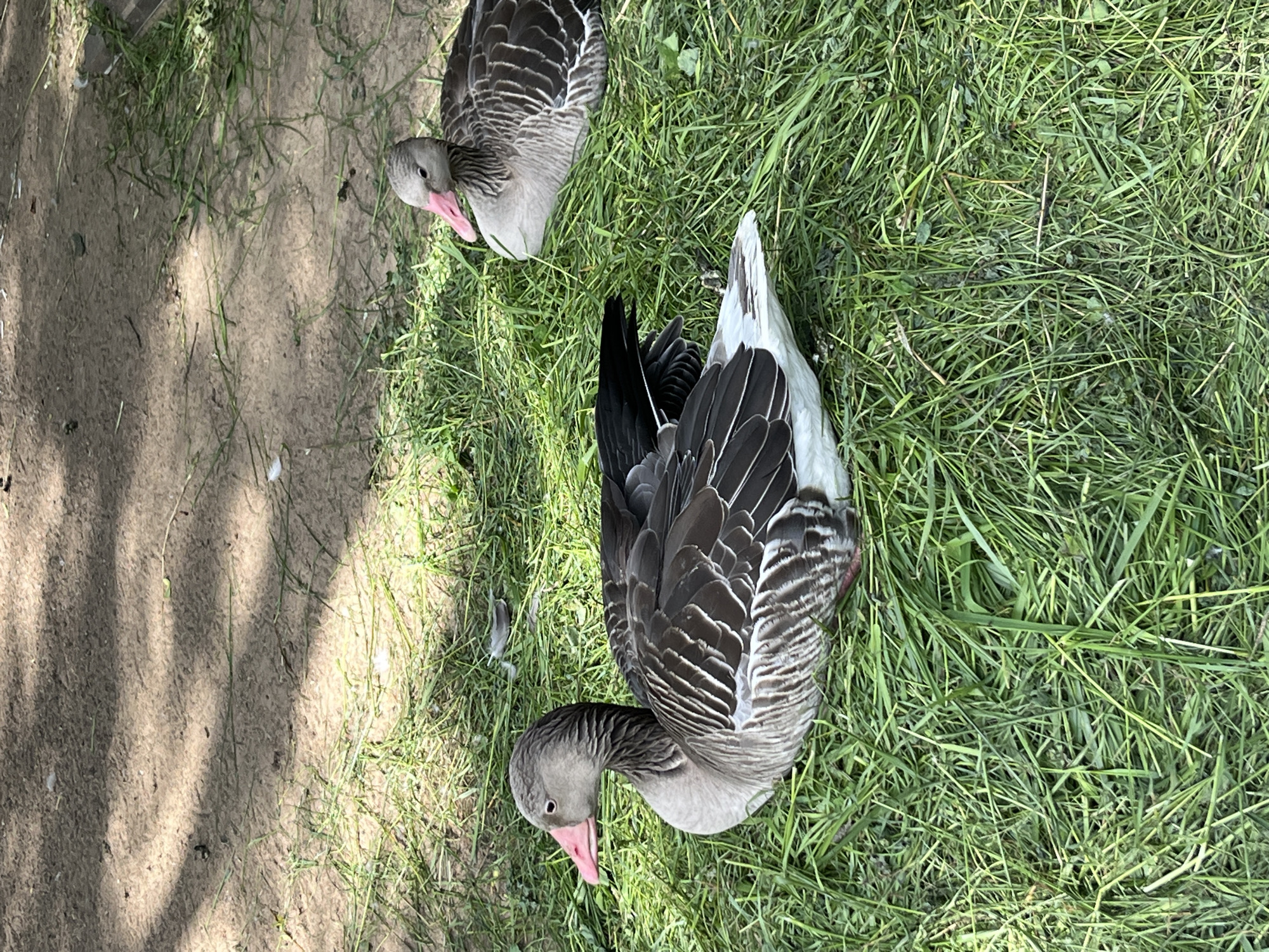 The media file displays a top-down view of two grey geese in a grassy area with some dirt patches. The goose in the foreground is facing downwards, its head bent towards the ground, revealing its pink beak and grey and white striped neck. Its body is mostly covered by its dark grey and white patterned wings, which are spread slightly. The second goose is positioned further up and to the left, also facing downwards with its head tucked. This goose has a pink beak and grey and white patterned plumage.
The scene is outdoors, with lush green grass covering most of the ground. Some areas of bare, sandy dirt are visible, with dappled sunlight casting shadows, suggesting it is daytime. There are a few stray white feathers scattered on the ground near the geese. The overall impression is a natural setting, possibly a park or rural area. The activity depicted is simply the geese resting or foraging in their environment. There is no visible text in the media file. The lighting suggests a bright, sunny day.