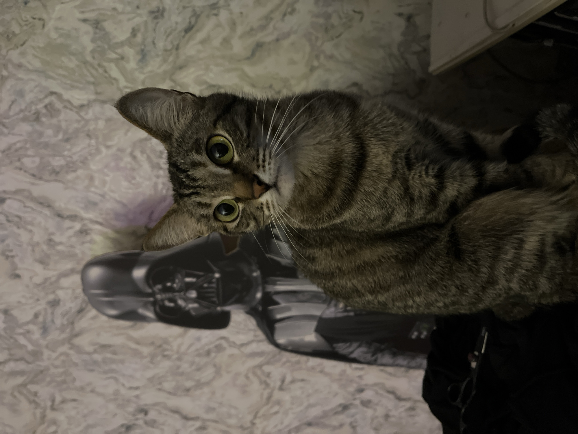 A tabby cat with green eyes sits in front of a wallpapered wall. Behind the cat is a life-sized cardboard cutout of Darth Vader. To the left of the cat, a pair of black scissors rests on a black fabric surface. The image appears to be taken indoors, possibly in a residential setting, and there are no clear indications of its location within Saratov, Russia.