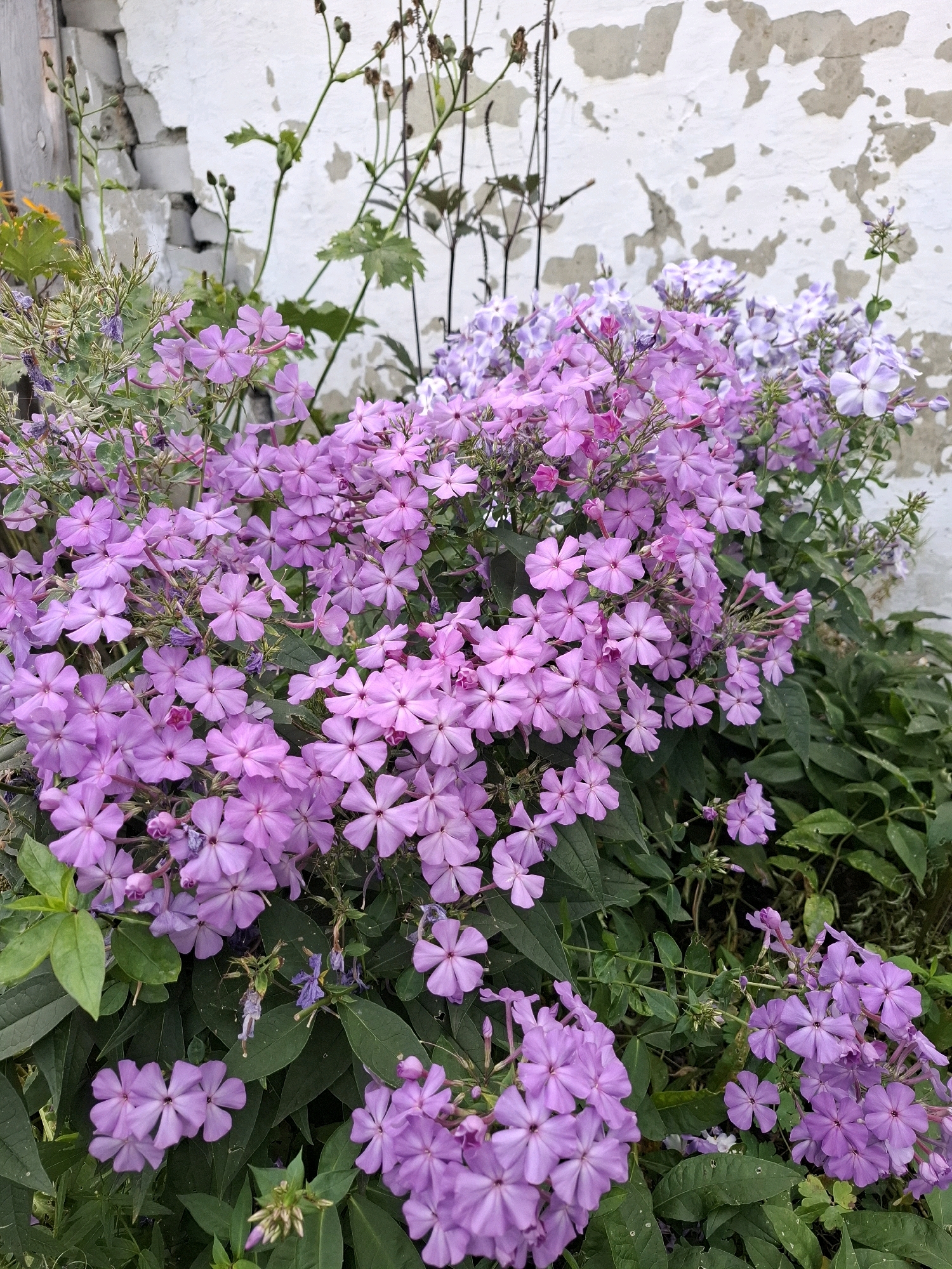 A close-up, eye-level shot captures a dense cluster of blooming phlox flowers in varying shades of pink and purple, set against a weathered, white stucco wall with visible brickwork and patches of peeling paint. The flowers are the primary subject, with many individual blossoms in sharp focus, displaying their delicate, five-petaled structure and numerous stamens. They are arranged in clusters on thin green stems, interspersed with dark green foliage. In the background, the textured wall and some dry, thin stalks of other plants suggest an outdoor setting, possibly a garden. The lighting is soft, indicating it may be overcast or late afternoon. No people or animals are present. The scene evokes a sense of natural beauty and decay, with the vibrant flowers contrasting with the aging wall. This scene could be located in a garden or a yard in the city of Tyumen, Russia, where such flowers are commonly cultivated.