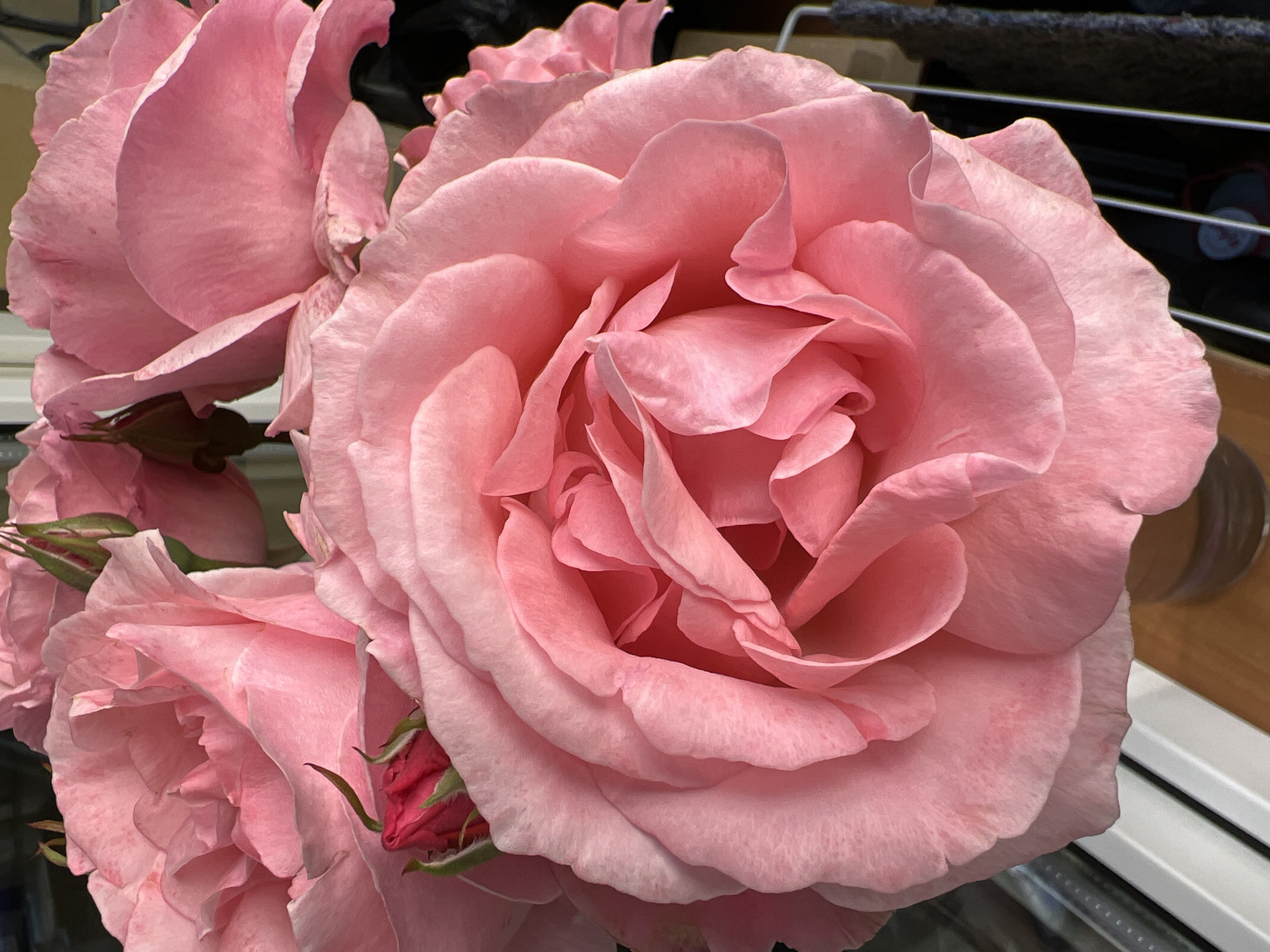 The image shows a close-up of several pink roses. The large, central rose is fully open, displaying its layers of petals. To the left and below are other roses, some in bloom and others still budding. The background includes elements suggesting an interior setting, like a wooden surface and a metal rack. There is no evidence to suggest the location is in Krasnodar, Russia.