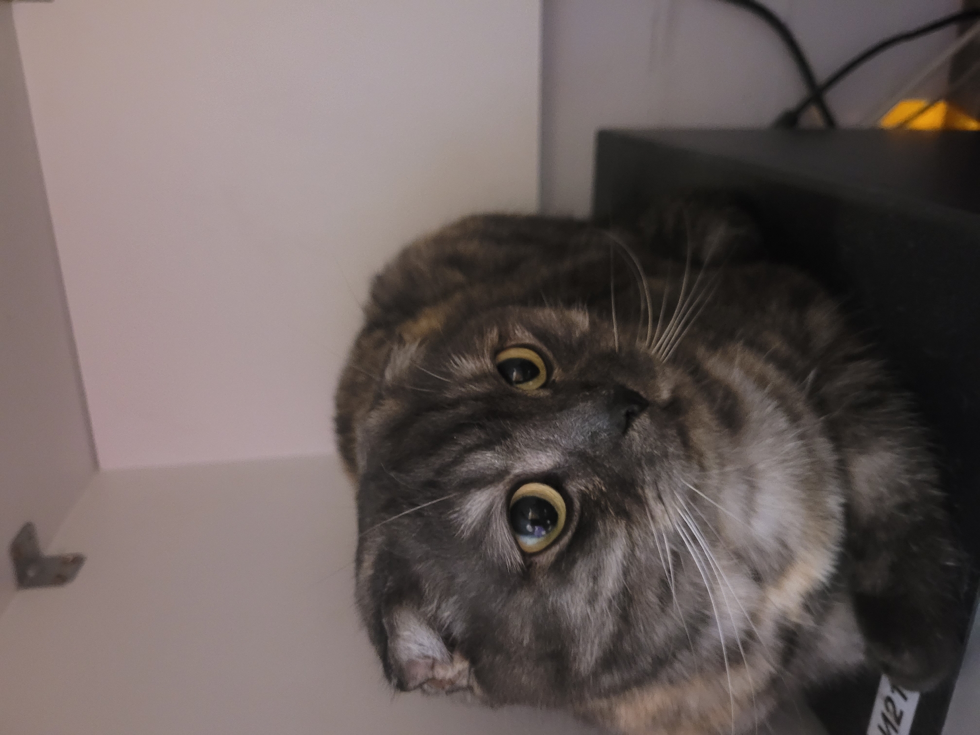 The image presents a close-up, angled view of a domestic cat with distinctive grey and brown tabby or tortoiseshell markings. The cat's head is tilted, and its large, round, golden-yellow eyes with prominent dark pupils are fixed directly on the viewer, conveying an expression of curiosity and alertness. Its long, white whiskers fan out from its muzzle.
The cat appears to be nestled in a partially dark, confined space, possibly peeking out from a shelf or cabinet. To the left of the cat, a plain, light-colored interior surface, likely a wall or panel, dominates the background. A small, blurry metallic L-shaped bracket or hinge is visible in the lower-left corner. To the cat's right and behind its head, the background is darker, containing what appears to be tangled black wires and a soft, blurry yellow light or object in the upper right.
A small white label with the black text "M21" is partially visible on a dark surface in the bottom right of the frame, near the cat's fur. The setting is indoors, with lighting that suggests artificial illumination or diffused natural light. The overall scene captures an inquisitive feline moment in Izhevsk, Russia.
