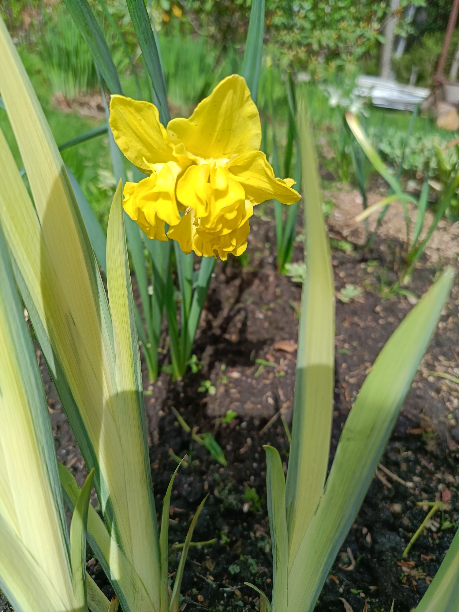 The image presents a close-up view of a yellow daffodil flower in a garden setting. The flower is in full bloom, with multiple layers of petals forming a complex, textured shape. Surrounding the flower are long, thin leaves, some with a variegated appearance, featuring stripes of light green and yellow. The ground is visible, showing dark soil. The background is blurred, suggesting a garden or outdoor environment with greenery. No people are visible in the image. There is no specific evidence to identify this location in the city of Vishnovka, Russia.