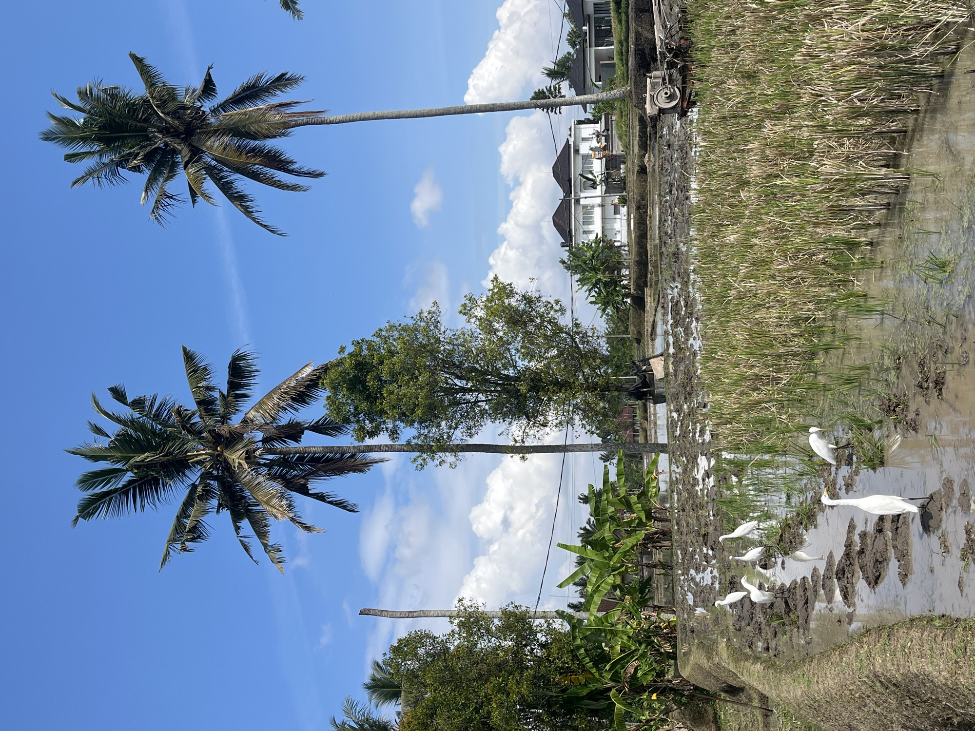 The image depicts a rural scene in Ubud District, Indonesia, featuring a rice paddy under a bright blue sky with scattered white clouds. Several white egrets are visible in the muddy, waterlogged fields, some standing on patches of dry earth and others wading through shallow water. In the background, lush green palm trees and banana trees dominate the landscape, interspersed with modern white houses with dark roofs. A small agricultural tractor is parked near the edge of the rice paddy. The overall impression is one of tranquil, agricultural life in a tropical setting.