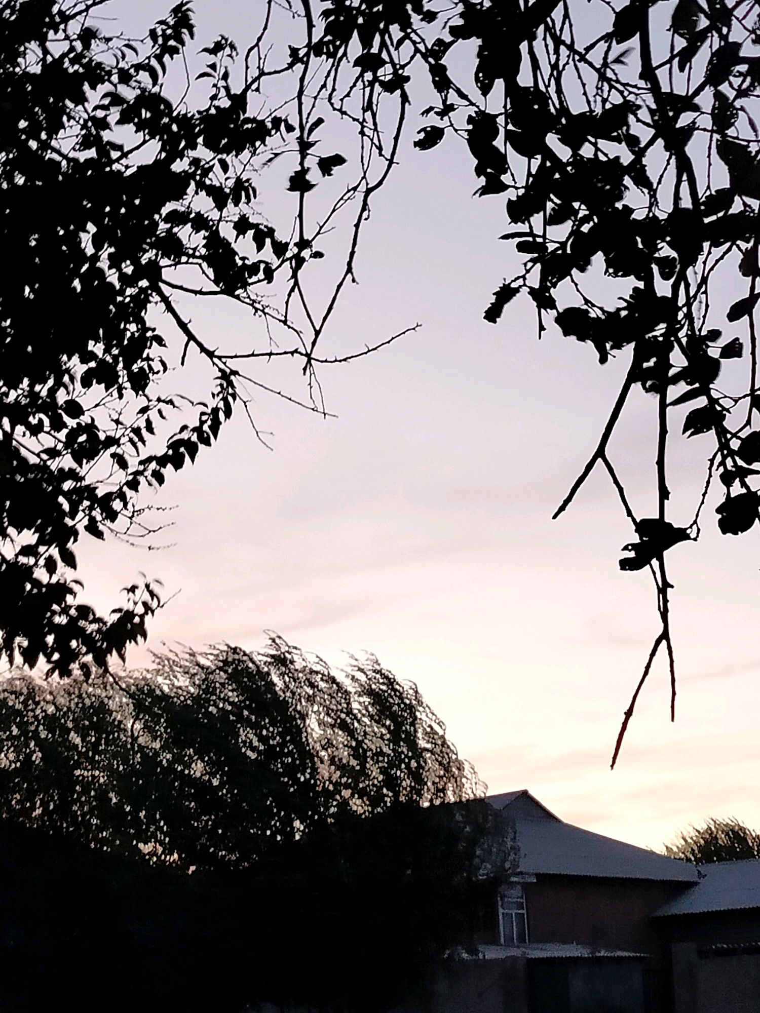 The image is a silhouette of a tree canopy and a building against a pale, dusky sky. The foreground is dominated by dark branches and leaves of trees, with thorny branches visible in the upper portion. Below the trees, a building with a dark-colored, gabled roof is partially visible. The sky shows subtle hues of pink and pale yellow, suggesting either sunrise or sunset. The scene appears to be set in a rural or suburban area, possibly in the city of Kölkent, Kazakhstan, given the context. No people or specific actions are depicted.