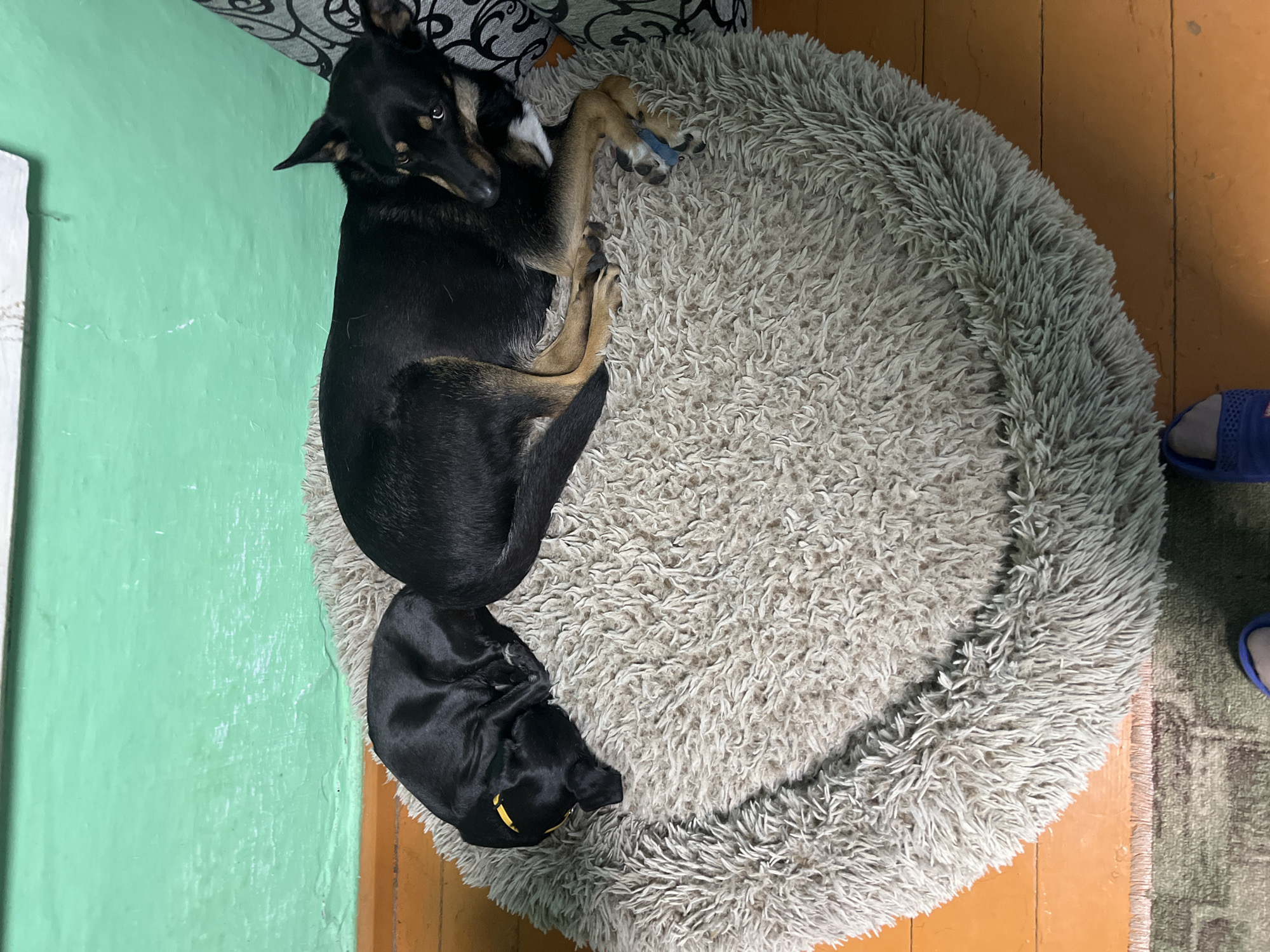 Two dogs are resting on a fluffy, circular dog bed. The larger dog, black and tan, is lying on its side with its head resting on its paws, looking towards the camera. The smaller dog, entirely black with a yellow collar, is curled up asleep. The dog bed is on a wooden floor that appears to be painted orange. A green wall is visible in the background. A patterned piece of upholstery is visible on the right side of the image. The scene is indoors and appears to be a domestic setting. There is no specific information in the image to indicate the location within the city of Nizhny Tagil, Russia.