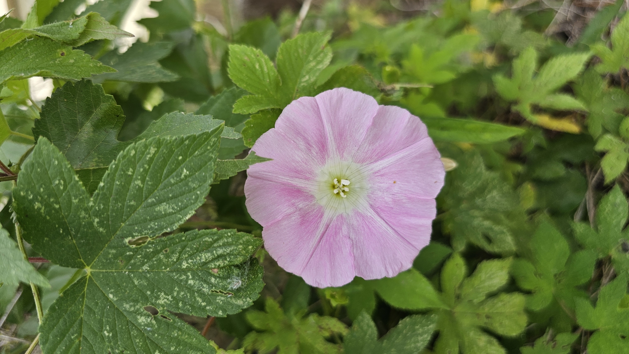 A pink bindweed flower blooms in the foreground, its trumpet-shaped petals open wide. The flower has a pale green center with delicate white stamens. Surrounding the flower are large, green leaves, some of which have light green speckling. The background is a blur of more greenery and hints of brown. The image appears to be taken outdoors in a natural setting, likely a garden or park in Asan-si, South Korea. There are no people or animals visible. The lighting suggests it is daytime.