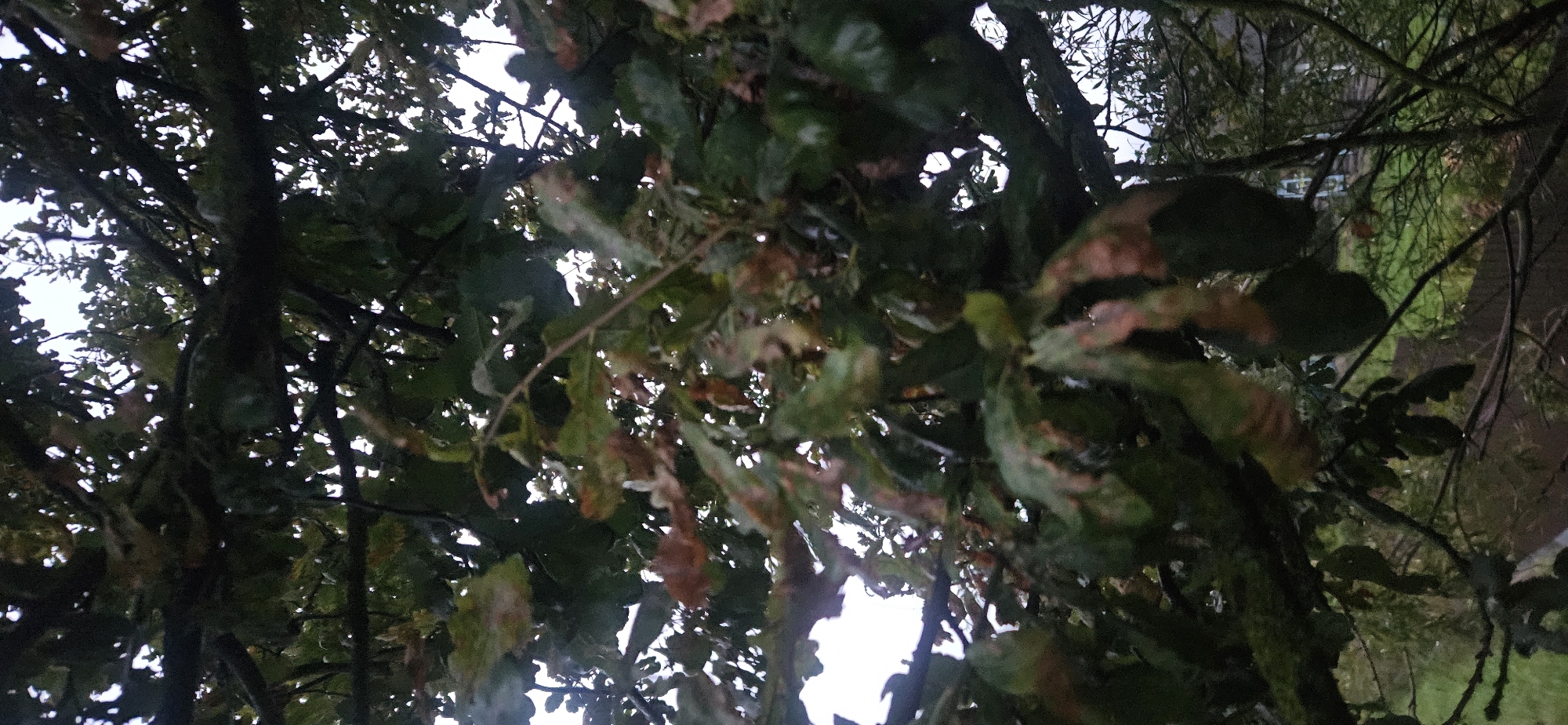 The image depicts a close-up view of tree branches and leaves, suggesting an outdoor setting. The foliage appears to be a mix of green and brown, indicating possibly late summer or early autumn. Sunlight filters through the leaves, creating dappled lighting. In the background, out of focus, are hints of a building with windows and a grassy area, suggesting a residential or park-like environment within the city of Liozna, Belarus. The perspective is from below, looking up into the canopy of the tree.