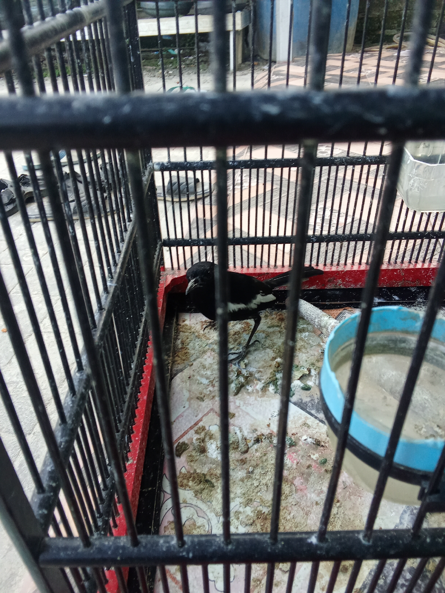 A black and white bird is inside a black metal cage. The cage appears to be in an outdoor setting, as evidenced by the light visible through the bars and the surrounding environment. The floor of the cage is soiled with what appears to be bird droppings. A blue and clear plastic water dispenser is visible on the right side of the cage. In the background, through the cage bars, what looks like a paved area and some vegetation can be seen. There are no people present in the image. The location is specified as Kampung Lama, Indonesia.
