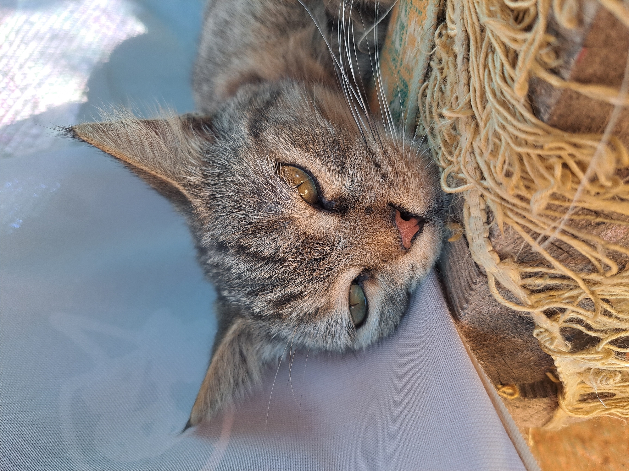 A close-up, eye-level shot features a tabby cat with green and yellow eyes lying down. The cat's head is turned slightly to the left, with its gaze directed forward. The cat's fur is a mix of grey and brown stripes. Its left ear is visible, pointing upwards, while its right ear is partially obscured by its head. A light-colored fabric drapes over the cat's left side, and a rough, woven material with frayed edges is visible beneath its head and body. A wooden plank runs horizontally across the lower part of the frame, supporting the woven material. The background is out of focus, showing a blurry white or light-colored surface and hints of sunlight filtering through, creating a soft, diffused light. This image was captured in Vypasne, Ukraine.