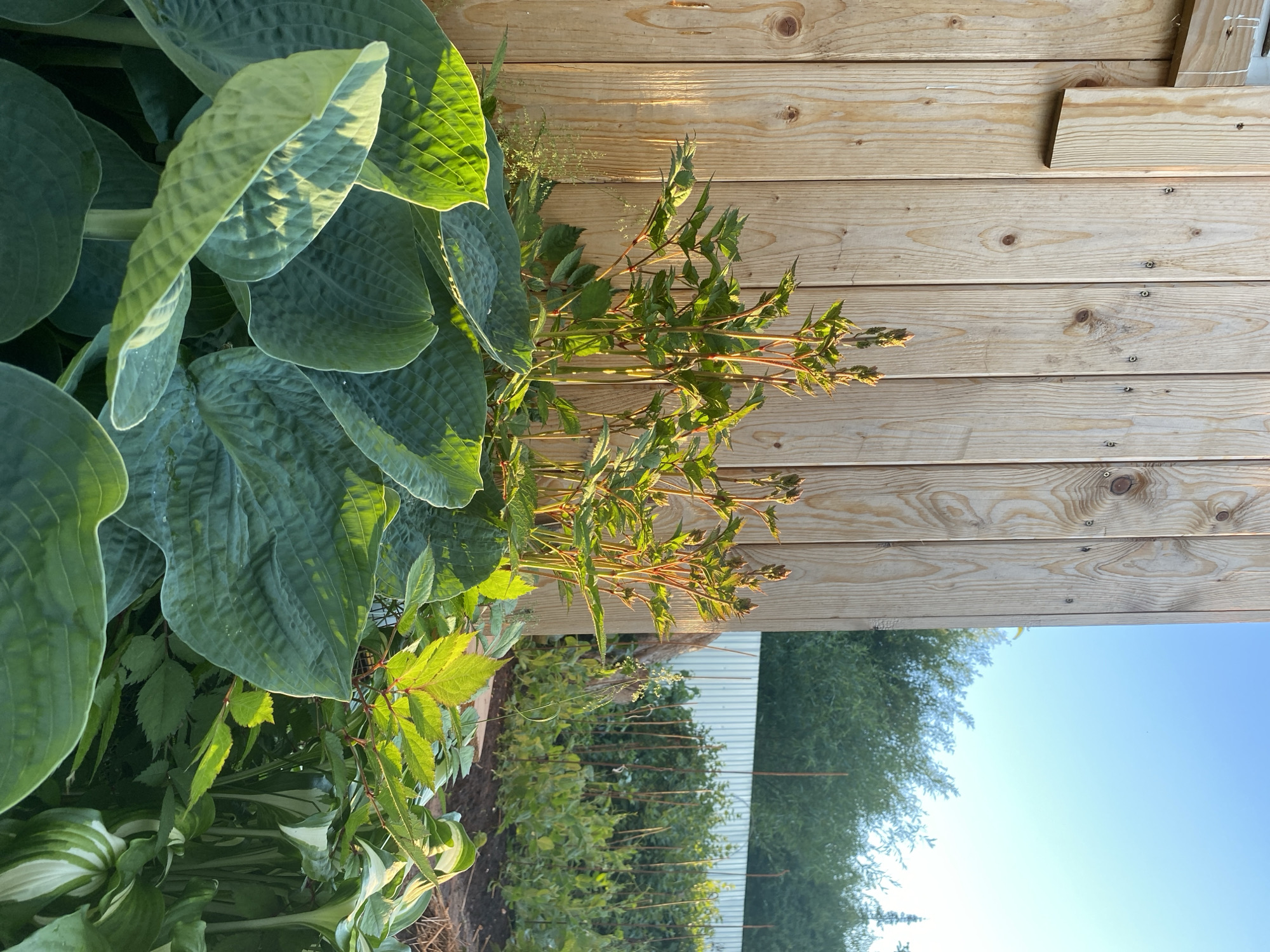 In Votkinsk, Russia, a close-up view of a garden shows lush green hosta plants with large, textured leaves in the foreground, catching the sunlight. Behind them, tall plants with reddish stems and clusters of buds reach upwards against a light-colored wooden fence. Further in the background, a garden bed with rows of leafy plants is visible, bordered by a white metal fence and surrounded by trees under a clear blue sky.