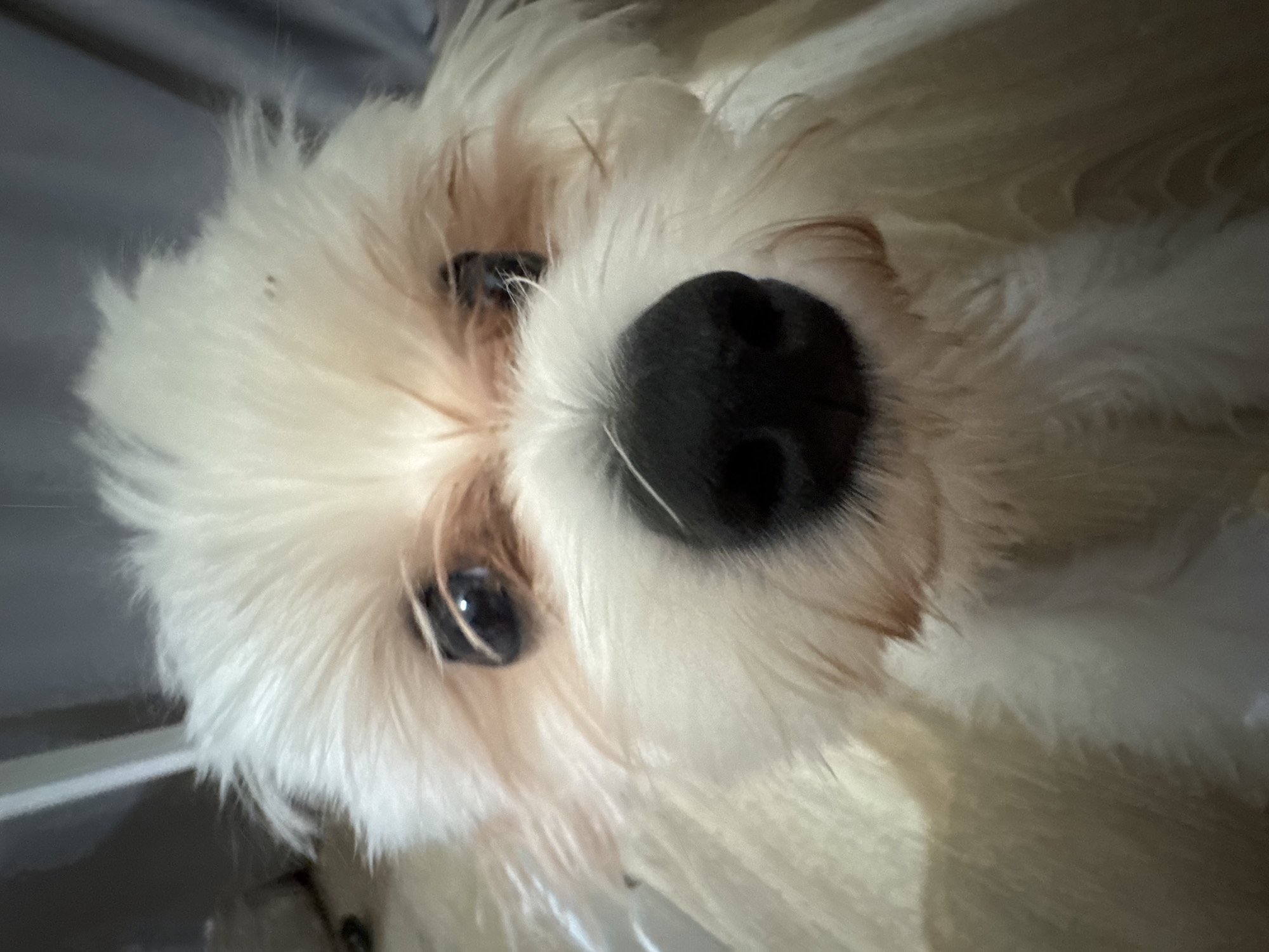 A close-up, low-angle, medium shot captures the face of a small, white-and-tan dog, possibly a Maltese or Shih Tzu mix, indoors. The dog's head is tilted slightly upwards and to the left, with its gaze directed towards the camera. Its snout, a prominent black nose with visible nostrils, is centered in the frame and appears to be very close to the lens. The dog's fur is fluffy and appears slightly unkempt, with light tan shading around its eyes and on its muzzle. Its dark, round eyes reflect light, giving them a glossy appearance. The background is blurred, suggesting a shallow depth of field, and consists of muted gray and beige tones, possibly indicating soft furnishings or a wall. The lighting is soft, creating subtle shadows on the dog's face. There is no visible indication of the city of Mikhaylovsk, Russia in the image.