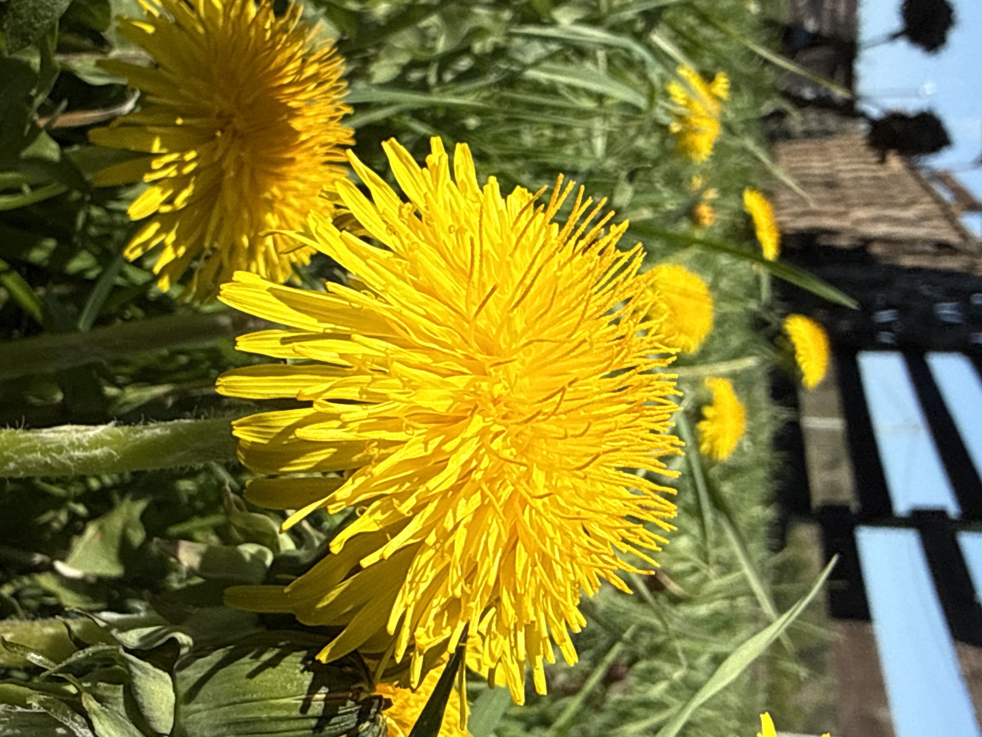 The image shows a close-up of several dandelions in a grassy area. One dandelion is prominently in the foreground, with its bright yellow petals fully open. Other dandelions are visible in the background, some in focus and some slightly blurred. To the right, out of focus, is a blurred object which looks like fencing. The environment appears to be outdoors, likely a sunny day. Based on the prompt the image was taken in Tyulyuk, Russia.