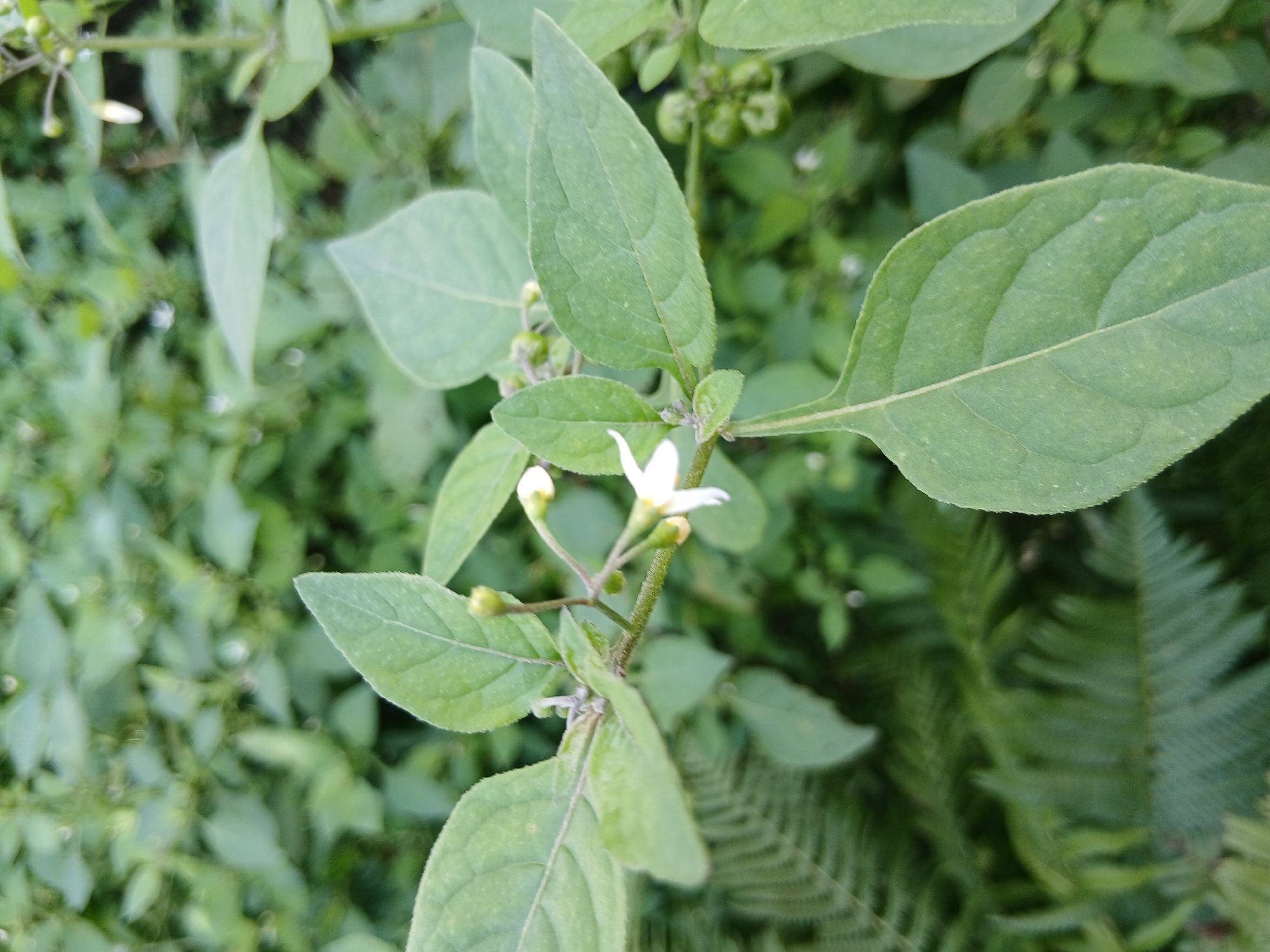 A close-up, vertical shot focuses on a cluster of green leaves and a small white flower with yellow stamens. The flower is delicate and star-shaped. The leaves are ovate with serrated edges and visible veins. The stem is thin and green with small buds. In the background, more blurred green foliage creates a soft bokeh effect. The lighting is natural, suggesting an outdoor setting. The image is taken from a low angle, looking up at the plant.