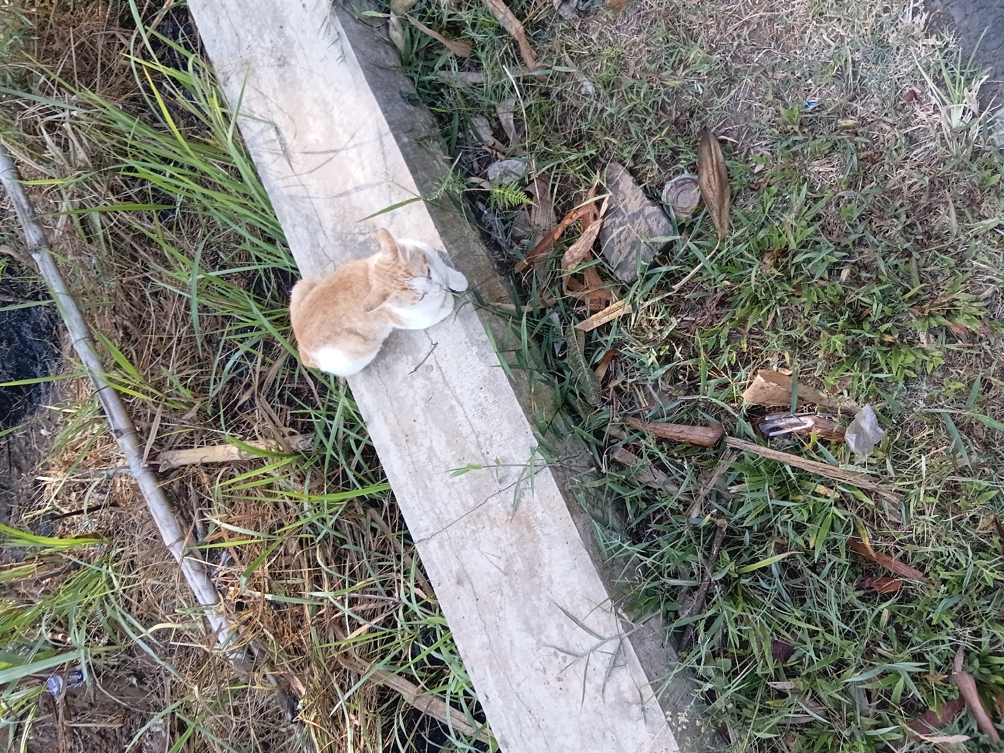 A ginger and white cat is sitting on a concrete edge, surrounded by dry grass, green grass, and some debris. The scene appears to be outdoors in a somewhat unkempt area, possibly a roadside or undeveloped lot. The concrete edge is weathered and cracked. Among the vegetation, there are dry leaves, twigs, and a discarded can or bottle cap. In the background, there are stalks of tall grass or reeds, and what looks like a piece of bamboo or a long, dried stalk. The lighting suggests it is daytime, possibly late afternoon, with shadows present. The general environment is naturalistic with some signs of human presence in the form of discarded items.