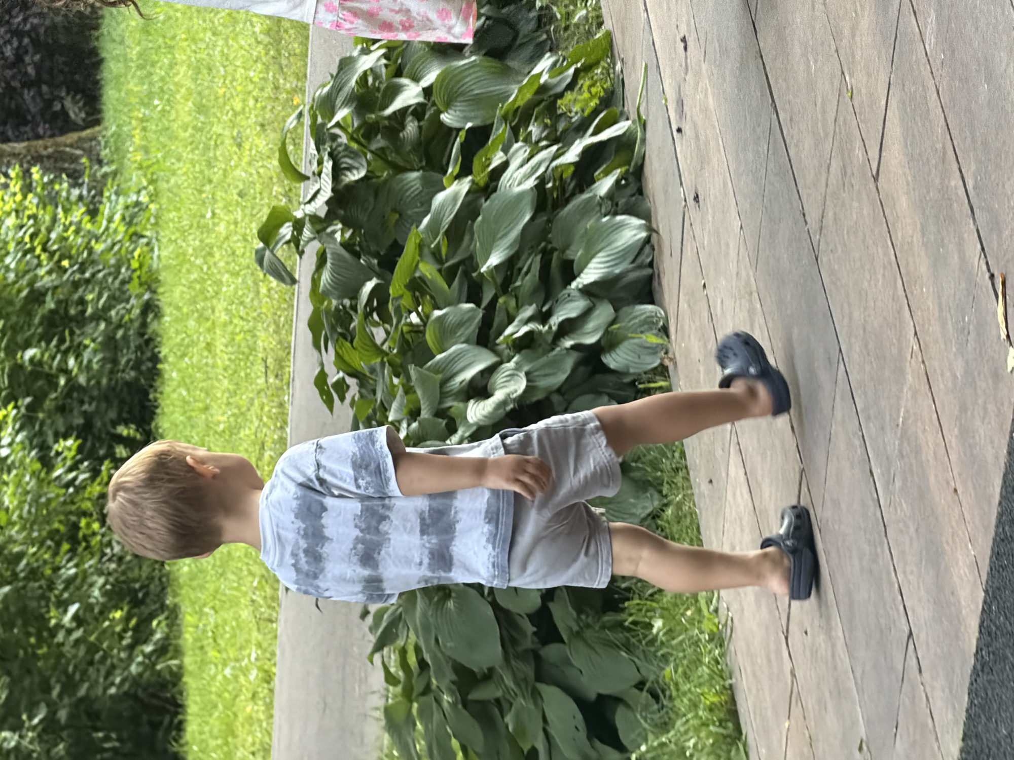 A young boy with blonde hair walks on a paved pathway. He is wearing a gray and white striped t-shirt and light gray shorts. He has on dark blue Croc-style shoes. Behind him is a large cluster of green hosta plants. To the left of the hostas, there is a grassy area and more trees. To the far right, a portion of another person, possibly a girl, wearing a white top with pink floral pattern is visible. The pathway is made of rectangular gray pavers. The scene appears to be outdoors in a residential or park setting.