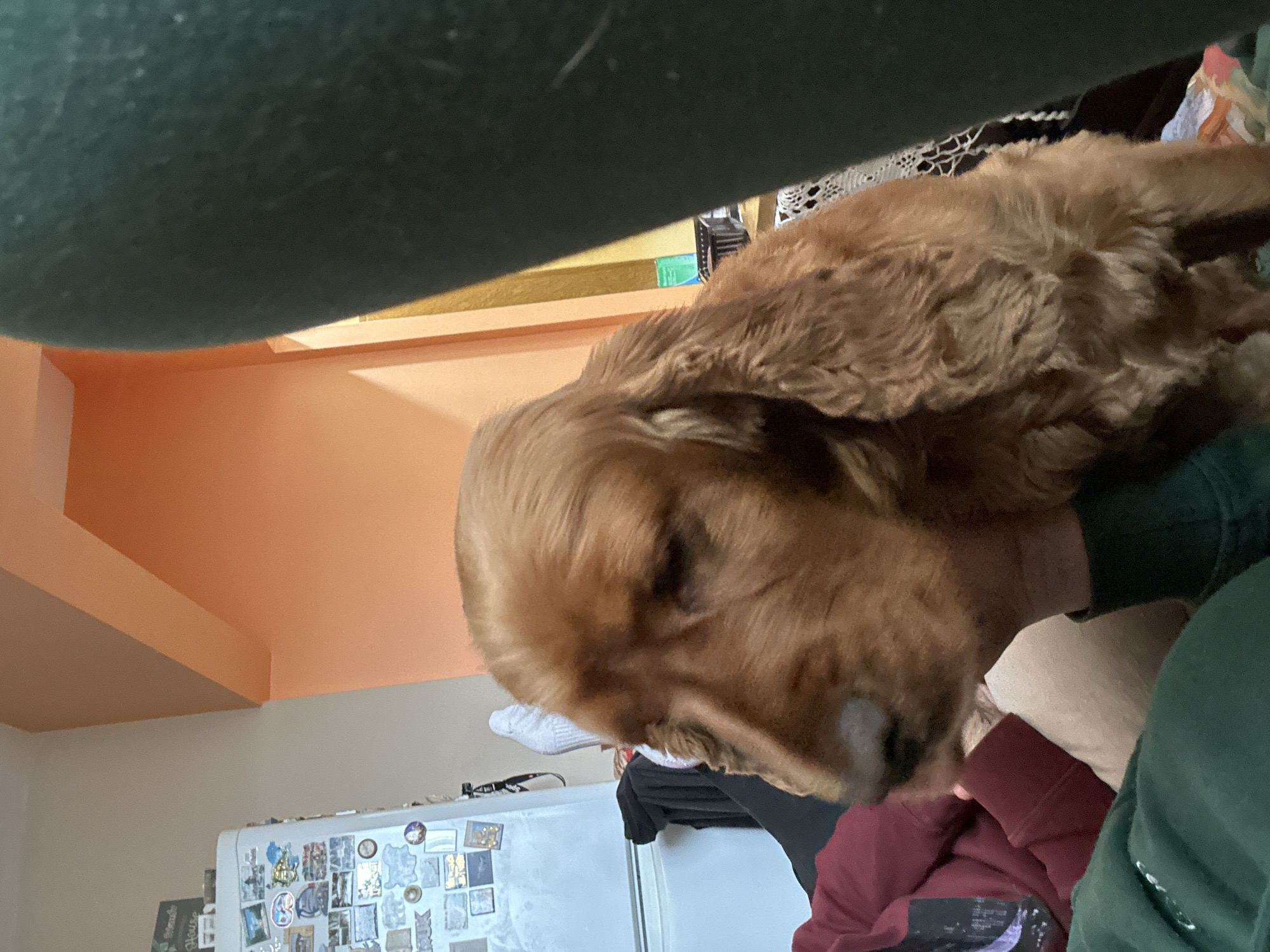 The image shows a close-up of a golden cocker spaniel dog. The dog is mostly brown and has long floppy ears. A person wearing green is petting the dog. In the background is a white refrigerator covered in magnets and stickers. The walls are painted peach. The location is not discernible from the image, and there is no information to suggest it is in Sofia, Bulgaria.