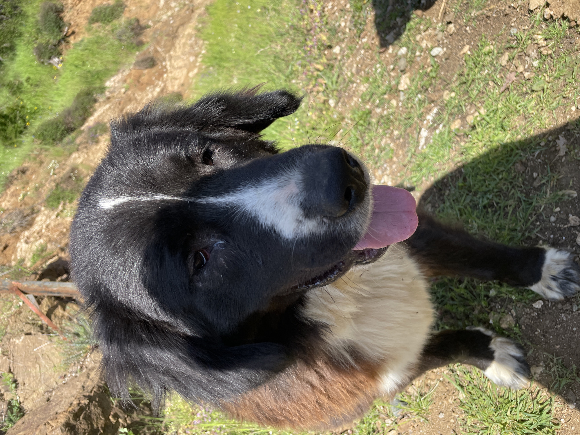 A close-up, high-angle shot captures a friendly, tri-color dog looking upwards with its tongue extended, suggesting it's panting or happy. The dog features a black head and back, a prominent white blaze running down its snout and across its chest, and tan/brown fur on its chest and belly, with white and black markings on its paws. Its dark eyes appear soft and engaged.
The setting is outdoors on a bright, sunny day, indicated by harsh shadows cast across the scene. The ground is a mix of vibrant green grass, dry, reddish-brown dirt, and scattered small rocks, suggesting a natural, uneven landscape. A rusty metal bar or fence post is partially visible on the far left of the frame. The overall atmosphere conveys a cheerful dog enjoying the warm weather in what is identified as Zlatograd, Bulgaria. No text is visible in the image.