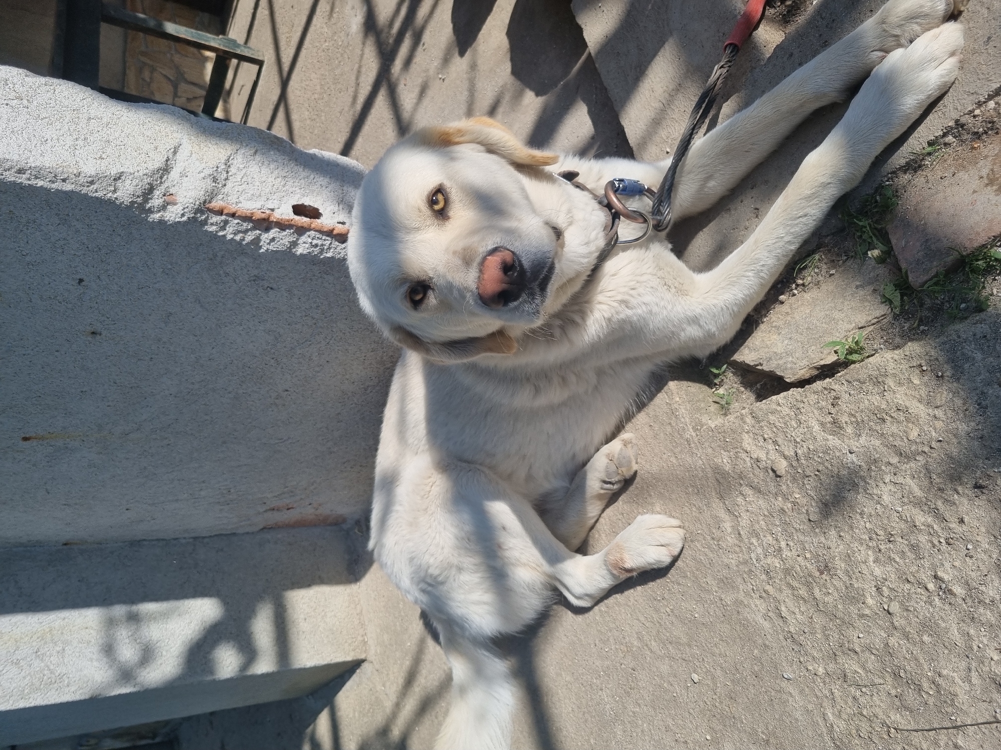 A dog lies on a concrete surface, next to a wall and some vegetation in Galabovtsi, Bulgaria. The dog has white fur with golden ears and lies with its body angled towards the upper left corner of the frame. The dog wears a black collar attached to a red leash. The location appears to be outdoors, with shadows suggesting a sunny day.