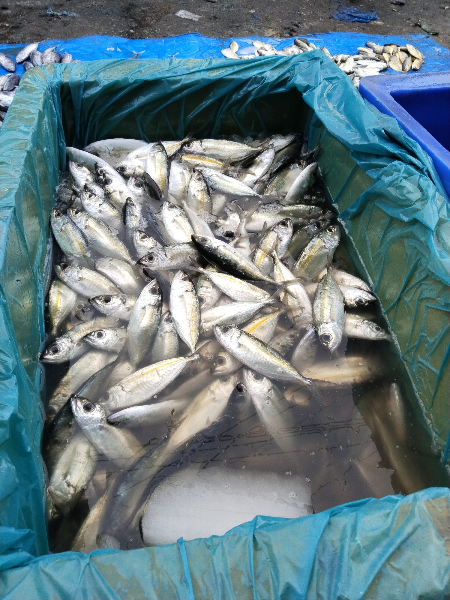 A high-angle medium shot captures a close-up view of a blue plastic bin overflowing with a large quantity of fresh fish. The bin is lined with a bright blue plastic bag, and the fish, mostly small to medium-sized and silver with some yellow streaks, are packed tightly together, submerged in water and ice. The fish appear to be recently caught, with their scales intact and eyes clear. In the background, a blue tarp is spread on the ground, with more fish scattered on it, suggesting a market or fish processing area. The ground surface is rough and appears to be concrete or packed dirt. The scene depicts a typical day at a fish market in Lhokseumawe, Indonesia, likely a bustling hub for fishermen and vendors.