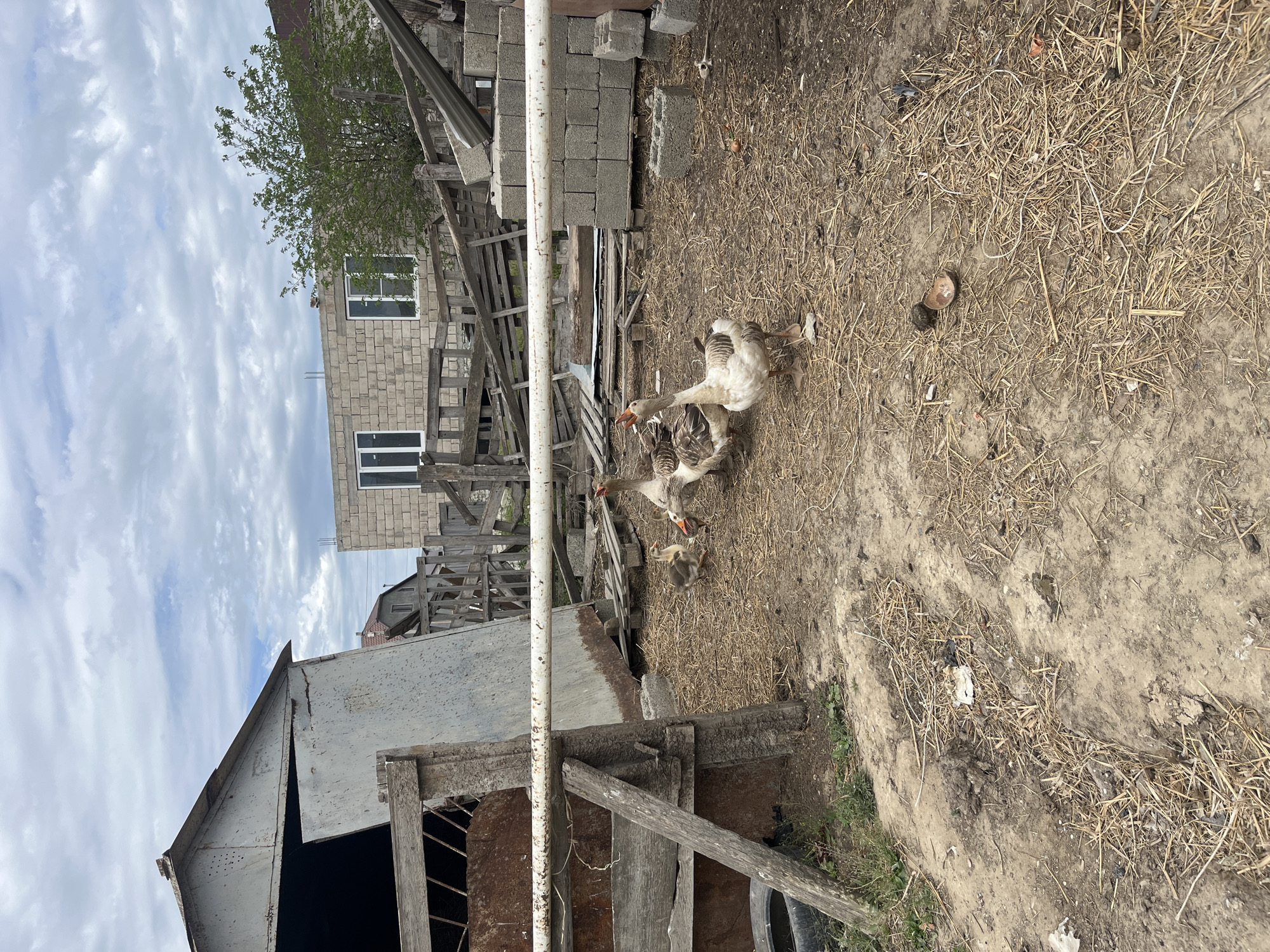 The image, taken in an outdoor setting with possible location in Kaspiysk, Russia based on metadata, showcases a variety of elements. The environment consists of a building constructed from what appears to be breeze blocks, featuring windows. In the foreground, a number of geese are present. The ground is covered with dry grass and bare dirt, suggesting a possibly rural or minimally maintained area. Debris, including wooden planks and pieces, are scattered throughout the scene, intermingling with construction materials. A metal and wooden structure that looks like a makeshift building is also visible.