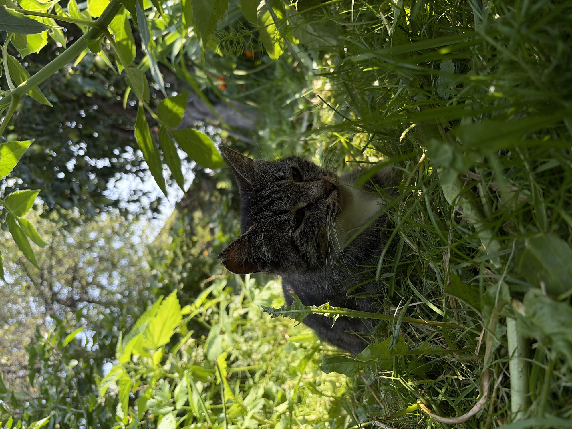A tabby cat with gray and brown fur and white chest fur is resting in tall green grass. The cat is facing to the right with its eyes partially closed. The background is filled with lush green foliage and trees, suggesting an outdoor natural setting. The lighting indicates it is daytime, with sunlight dappling through the leaves. The location is identified as Uzyar, Russia.