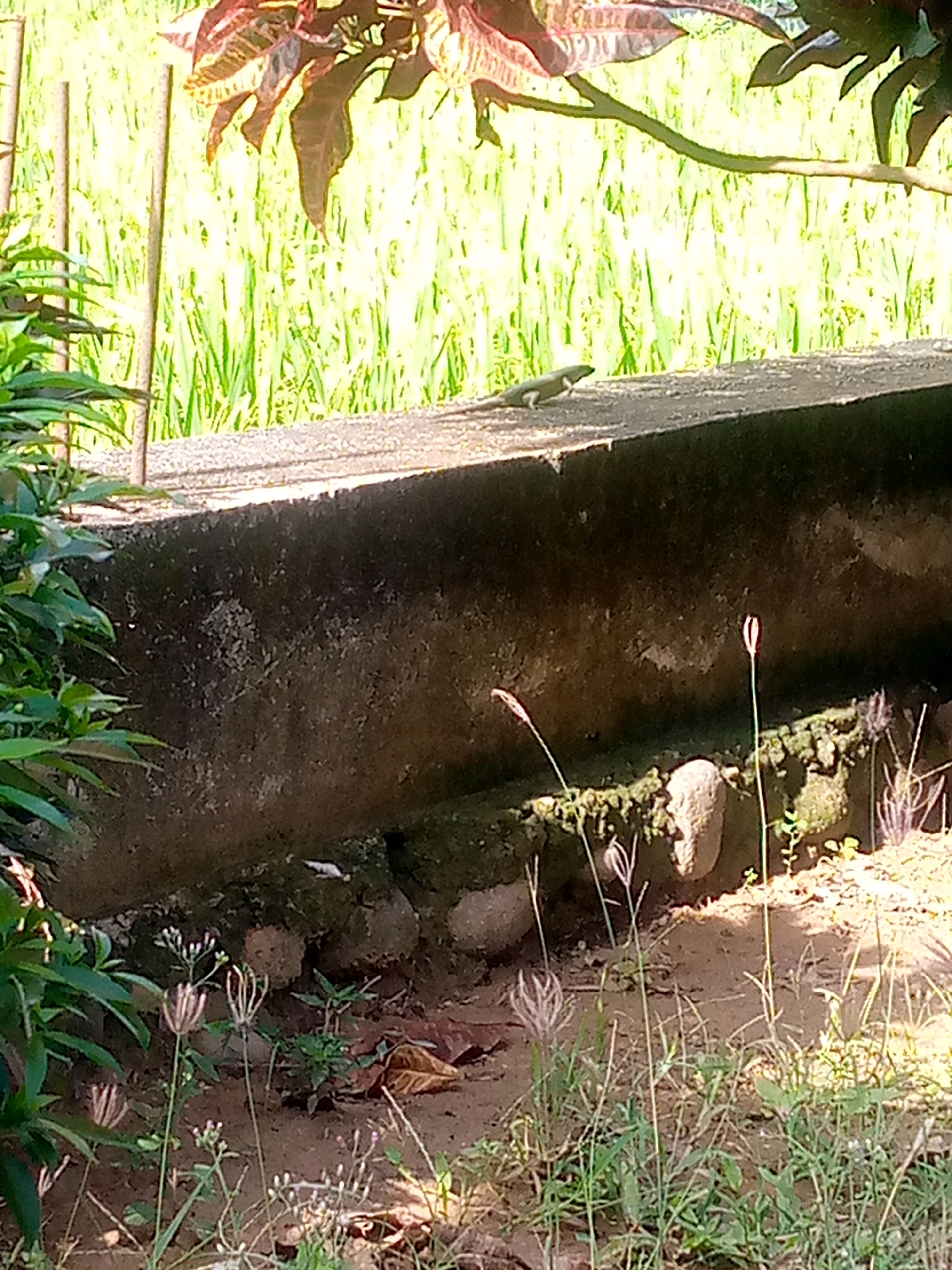 A small, green lizard is perched on the edge of a concrete structure in a sunlit outdoor environment. The lizard is facing left, its body elongated and its tail extended. Behind the concrete structure, lush green foliage is visible, suggesting a natural or garden setting. The overall scene appears to be a moment captured in the natural habitat of the lizard.