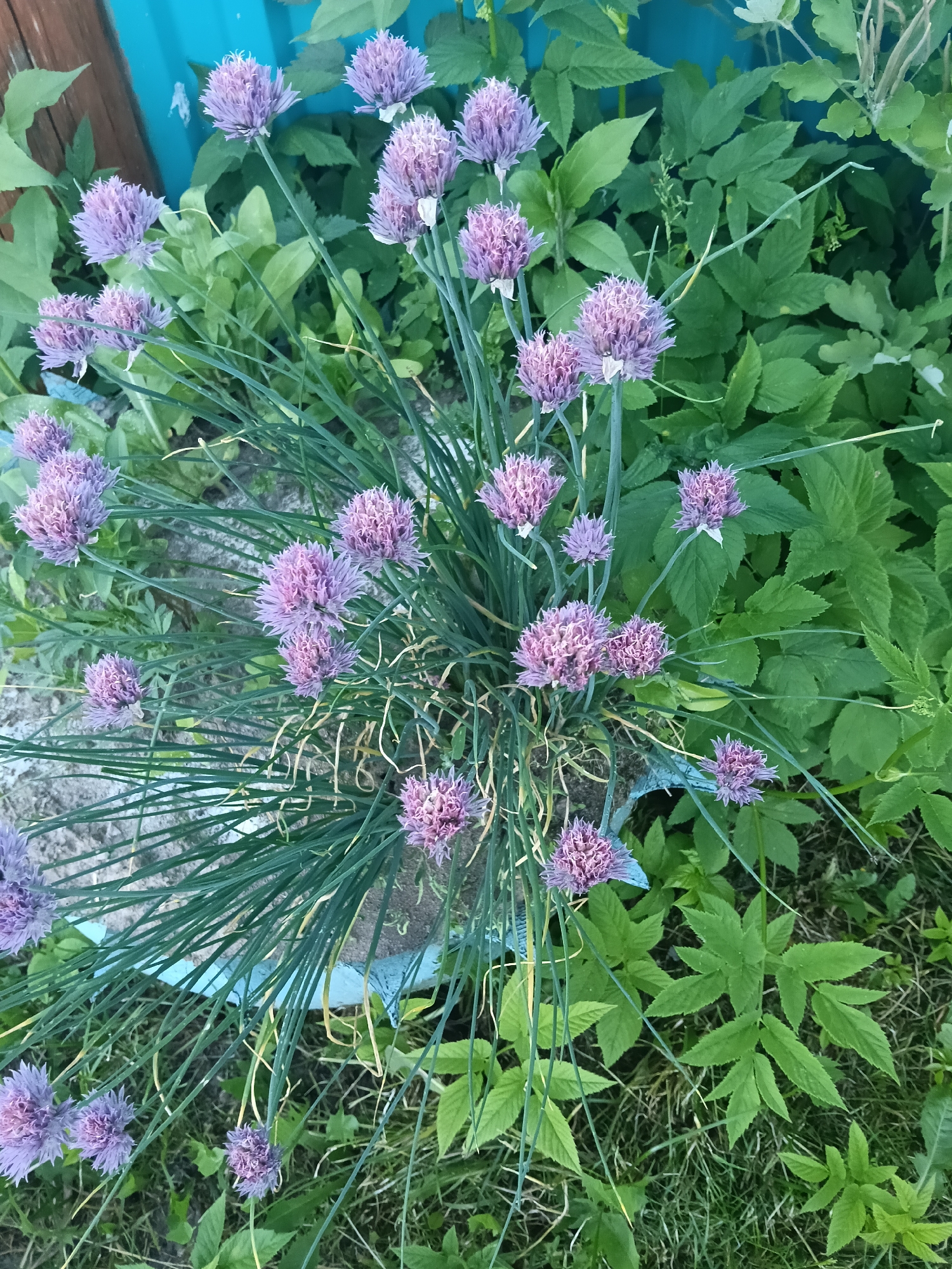An overhead view captures a thriving clump of chives (Allium schoenoprasum) featuring numerous purple, spherical flower heads and long, slender green leaves. The chives are situated within or adjacent to a low-lying, weathered concrete or stone structure partially painted in a light blue hue, visible at the base of the plant cluster. Surrounding the chives are various green plants, including broad-leaved weeds with serrated margins, some exhibiting palmate or deeply lobed foliage. Patches of green grass and sparse soil are visible on the ground level. In the upper left background, a bright turquoise or light blue corrugated metal surface is present, partially obscured by green foliage. Adjacent to the blue structure on the left, a vertical brown wooden element is partially visible. The scene is illuminated by natural daylight. No individuals are present. This scene is located in Красный Маяк, Russia.