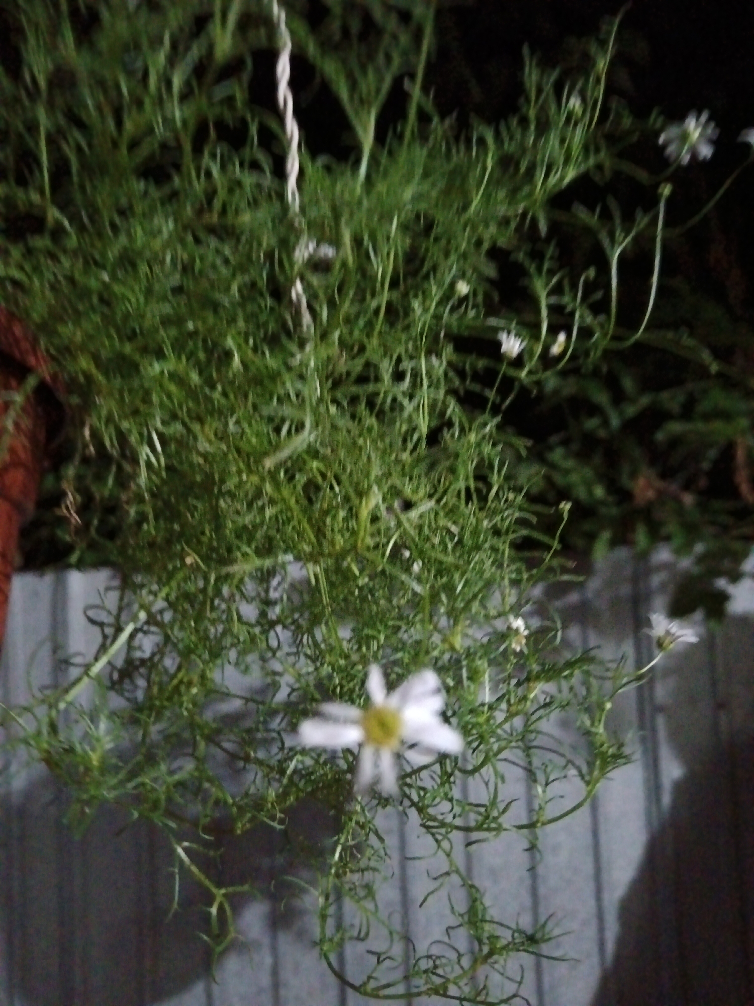 A hanging basket of green foliage with small white flowers is shown against a dark background. The basket appears to be suspended by a white rope. The foliage is dense and wispy, with thin leaves. Several small white flowers, some with yellow centers, are scattered throughout the plant. The background consists of blurred dark shapes, possibly trees or other vegetation. In the lower portion of the image, a grey, textured surface is visible, which could be a wall or fence. There is no visible indication of the city of Sorochinsk, Russia within the image.