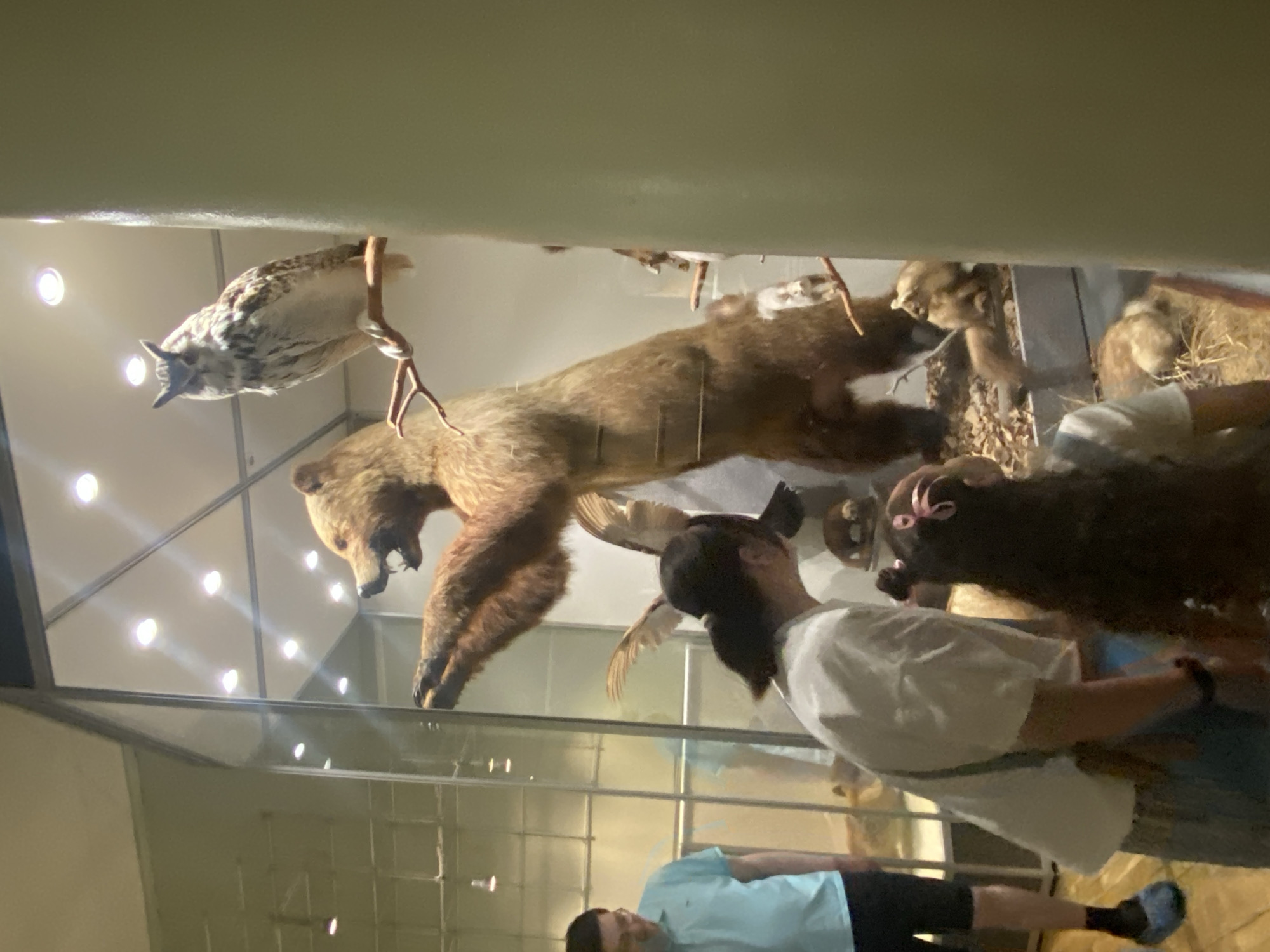 The image shows a diorama inside a glass display case, likely in a museum. The diorama features taxidermied animals, including a bear, an owl, and smaller birds, arranged to simulate a natural habitat. Two people are visible, possibly observing the diorama. The reflective glass of the display case shows parts of the surrounding environment and other visitors. Based on the content, it may be located in a natural history museum in Yekaterinburg, Russia.