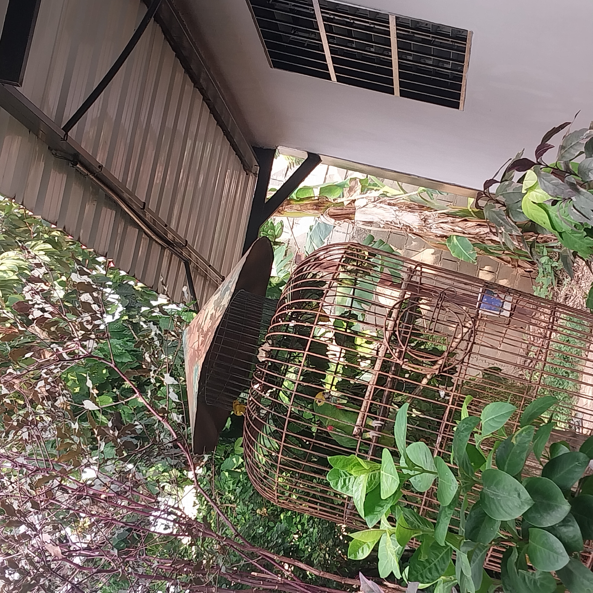 The image depicts an outdoor residential area in Tinaquillo, Venezuela. The primary subject is a large, rusty metal birdcage with a cylindrical body and a domed, camouflaged-patterned metal cap serving as a roof. Inside the cage, a green parrot with a yellow head and a red marking on its face is perched on a horizontal bar. A smaller yellow bird is perched on the exterior, camouflaged roof of the cage. The cage's interior contains green foliage, and a blue and white feeding or watering vessel is visible near the bottom. Dense green and reddish-brown foliage, including broad green leaves in the foreground, surrounds and partially obscures the cage. To the right, a segment of a light-colored building wall is visible, featuring a recessed window fitted with dark security bars arranged in a grid pattern. Above the wall, a light gray corrugated metal roof, supported by black structural beams, extends into the frame. Further background elements include additional green and dried foliage, consistent with tropical vegetation. The scene is illuminated by ambient daylight.
