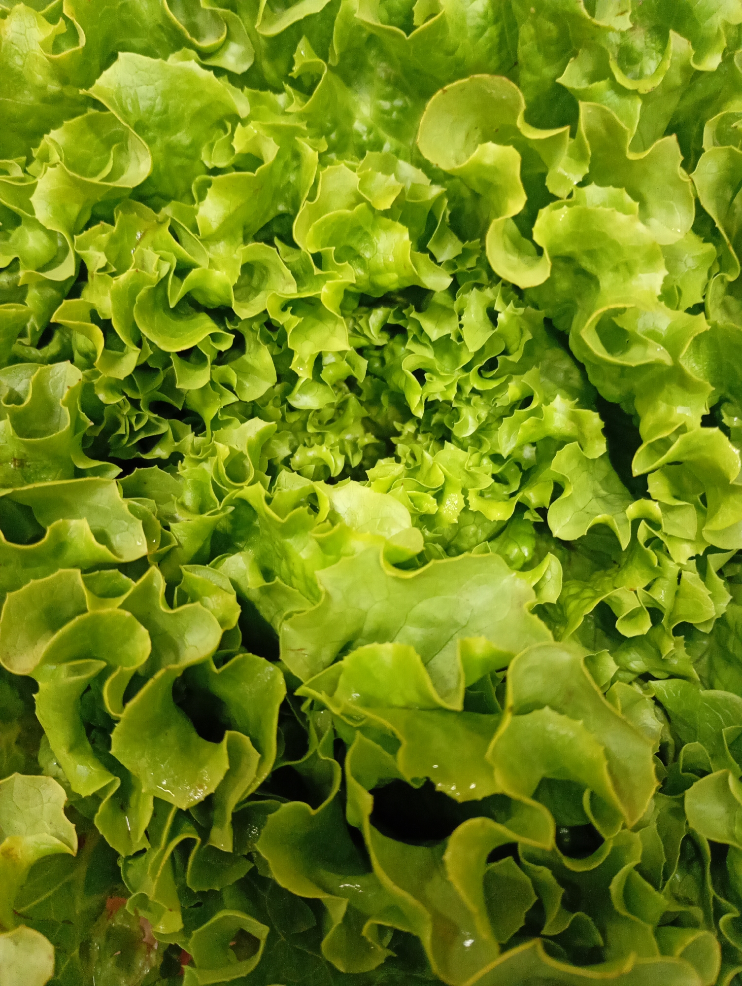 The image presents a very close-up, top-down view of fresh, vibrant green lettuce, filling the entire frame. The subject is solely the leafy vegetable, likely a type of loose-leaf or curly lettuce, characterized by its ruffled and wavy edges.
The leaves display a range of green tones, from bright, almost lime green where light catches the prominent ruffles and surfaces, to deeper, darker green in the shadowed folds and crevices between the dense foliage. Numerous small, glistening water droplets are visible on the surface of several leaves, indicating freshness and moisture. The texture appears crisp and succulent.
The composition is tightly cropped, focusing entirely on the intricate pattern and layering of the lettuce leaves. Towards the center, the leaves appear more densely packed and tightly curled, while those closer to the edges of the frame spread out a bit more, showcasing their individual ruffled forms.
There are no people, other objects, or visible text within the image. No specific activity or event is depicted, as it is a still, detailed shot of produce. The lighting is bright and even, highlighting the texture and freshness of the lettuce. While the location context is Kabile, Bulgaria, this information is external and not discernible from any visual cues within the image itself.