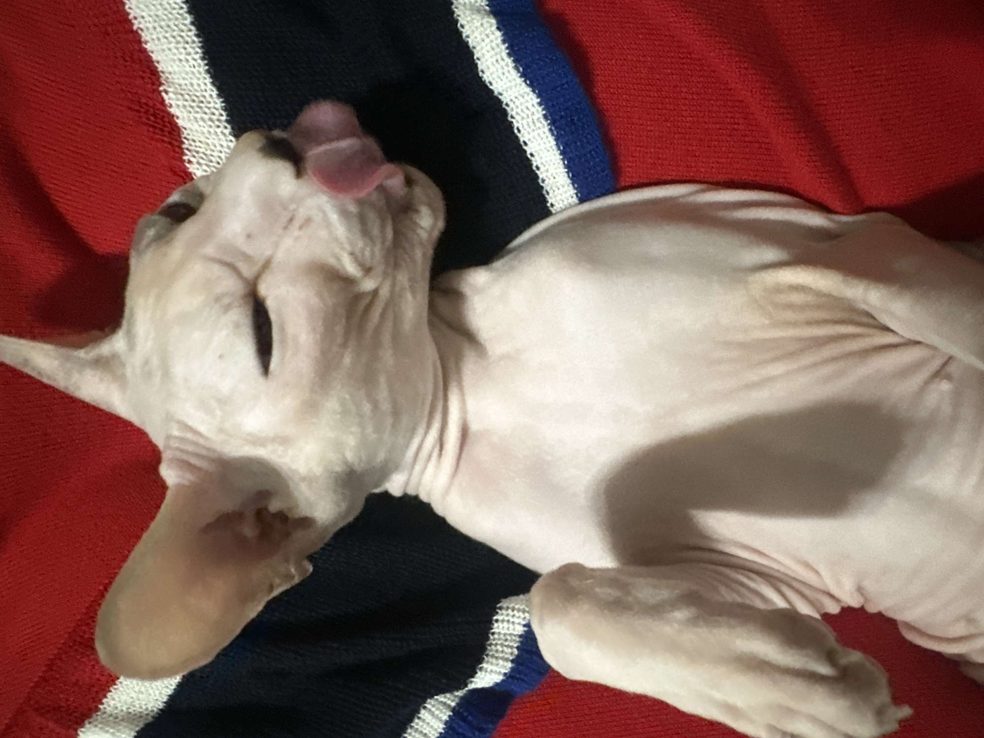 A pink Sphynx cat is lying on a red and blue striped blanket. The cat's eyes are closed and its tongue is sticking out. The cat's body is wrinkled and appears to be soft. The background is a blurred red blanket.