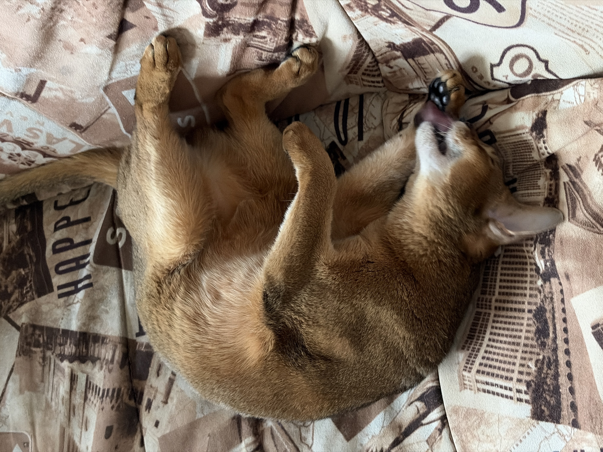 A golden-brown cat is lying on its back on a bed with a patterned bedspread. The cat is contorted, with its legs in the air and its tongue sticking out as if licking its paw. The bedspread has a print featuring images and text, including the word "HAPPY." There is no information in the image to suggest it was taken in Chaikovsky, Russia.