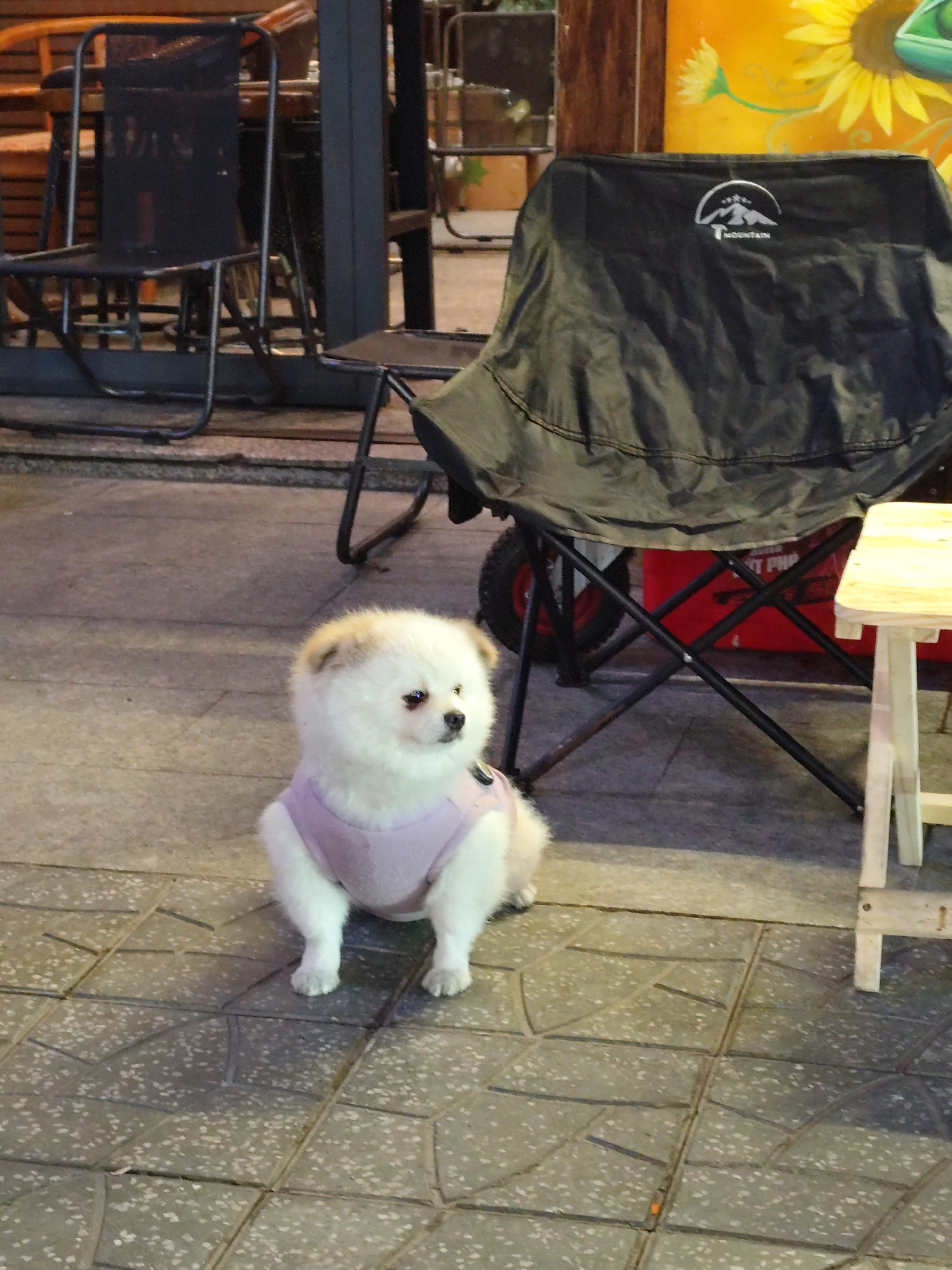 A medium shot on the ground level features a small, fluffy, white dog wearing a lavender shirt, positioned between a black camping chair with a canvas cover and a small wooden stool. The dog is in focus, with a serious expression, centered in the frame, and its paws resting on the tiled ground. The camping chair is to the dog's right, partially obscuring a red camping wagon underneath its seat. The wooden stool stands to the right of the chair.
In the background, a black metal chair is visible to the left, with a blurred outdoor scene behind it. The scene appears to be set on a tiled sidewalk, with a building painted with sunflowers in the upper right corner of the frame. The lighting suggests it is either dusk or a dimly lit area. The city and specific location are not discernible.