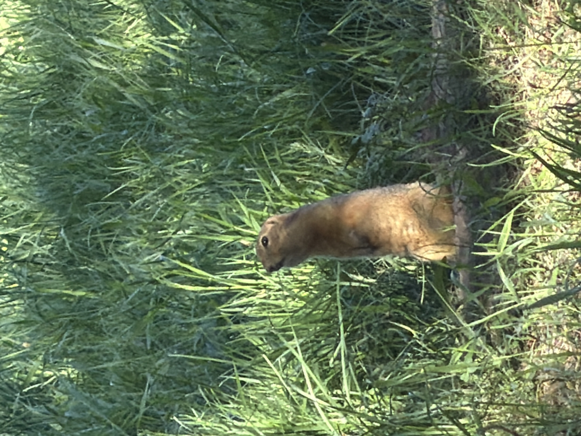 The image features a small, light brown gopher or ground squirrel positioned in a patch of dense, tall green grass. The animal is captured in a profile view, with its head facing downwards and slightly to the left, suggesting it might be foraging or attentively observing something below. It has a pointed snout and small, dark eyes.
The setting appears to be a natural, outdoor environment, consistent with the provided location context of Krasnoyarsk, Russia. The bright illumination on the grass and the animal indicates it is daytime, likely a sunny day, with subtle shadows suggesting the position of the sun. To the right of the animal, a darker, vertical element resembling a tree trunk or thick branch is partially visible, blending into the background of grass and some exposed soil. The ground beneath the grass on the right side shows patches of dry leaves or dirt. The overall scene is brightly lit and vibrant with greenery. There is no visible text in the image.