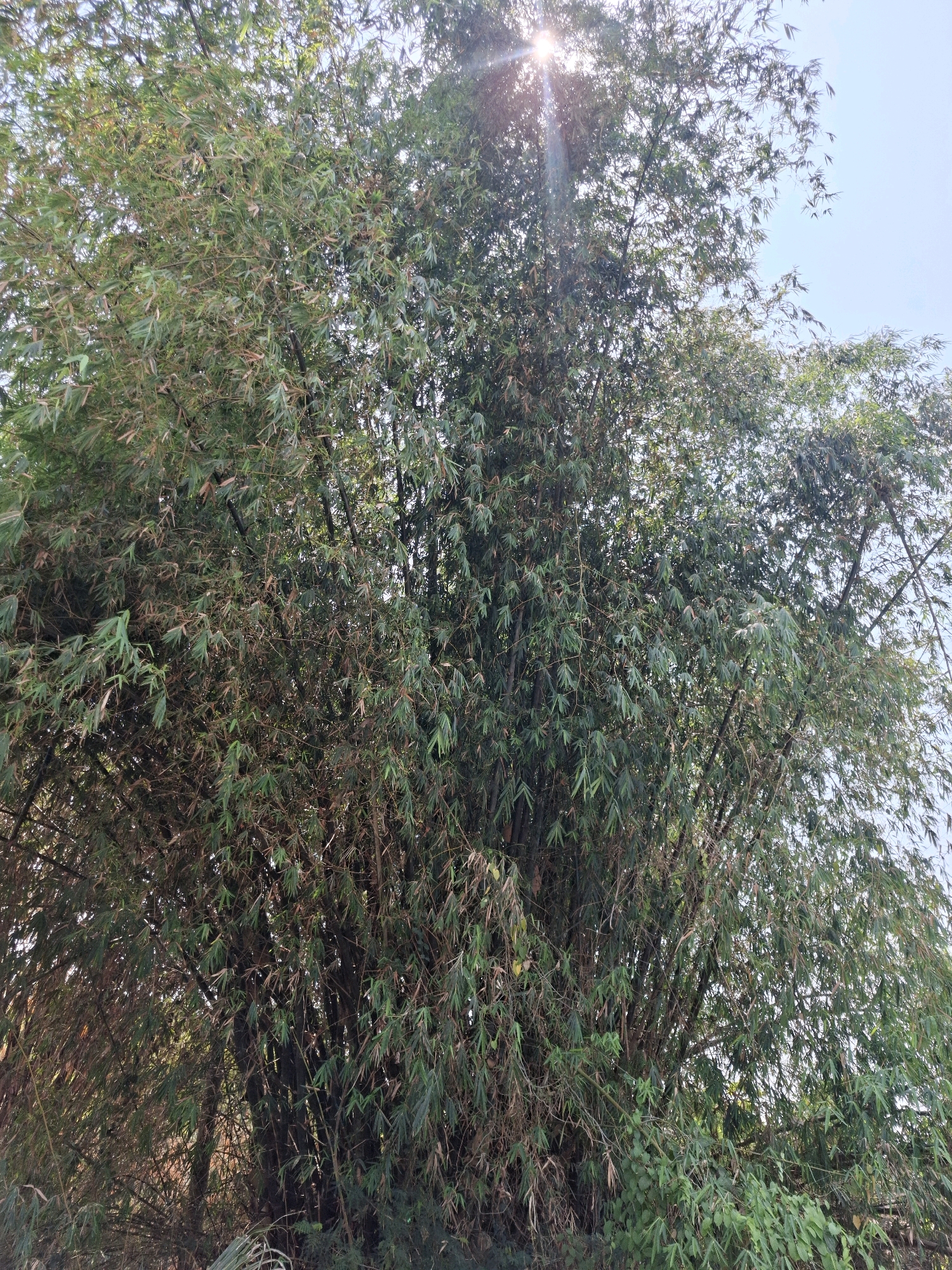 A dense bamboo grove is captured in a photograph, with sunlight filtering through the leaves. The sky is visible above, appearing clear and bright. The image's perspective is from below, looking up into the bamboo canopy, suggesting the photographer was standing at the base of the grove. The location is identified as Kedungmaron, Indonesia. There are no people or animals visible in the frame. The focus is solely on the natural environment of the bamboo plantation.