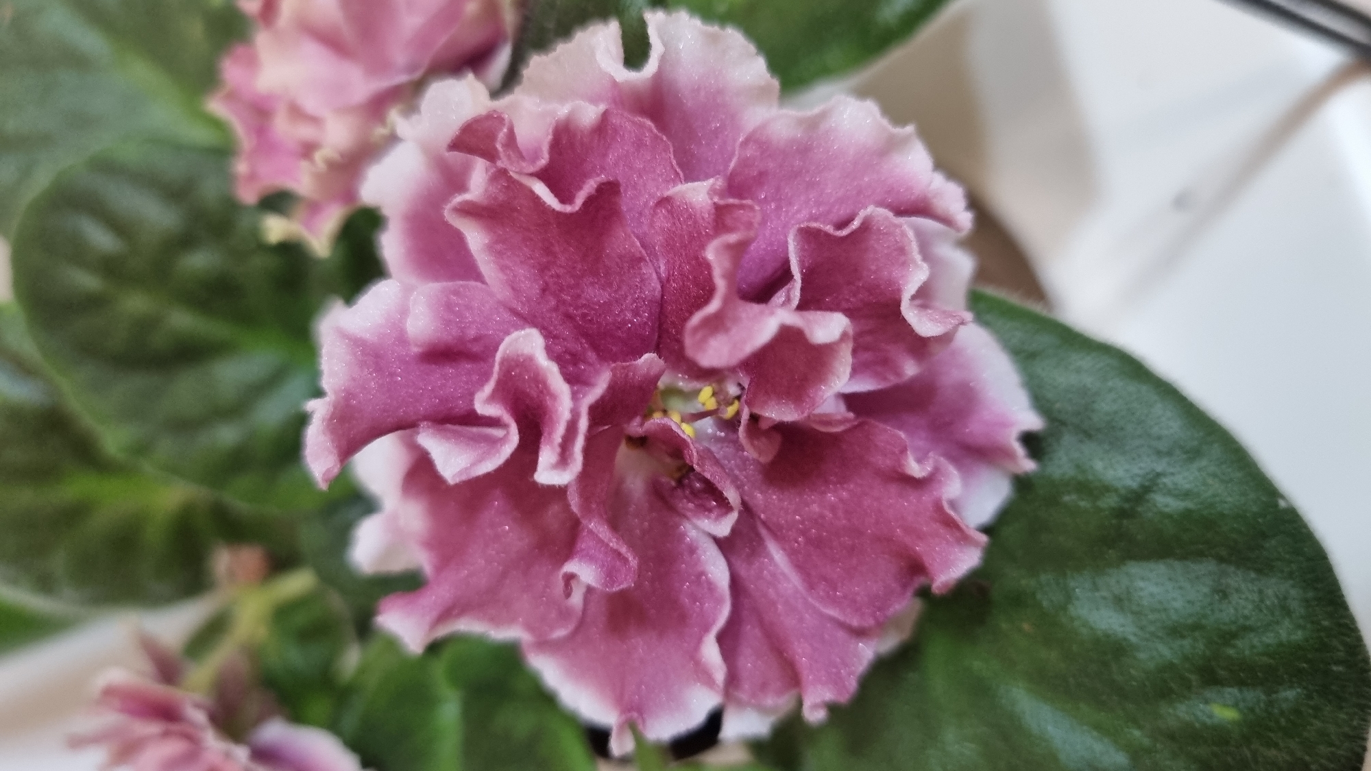 A close-up, high-angle shot shows a single pink African violet flower in bloom, positioned slightly left of center. The petals are a vibrant pink, with ruffled edges and a lighter pink or white border. The flower has a fuzzy texture, and tiny water droplets or dew can be seen on the petals. In the center of the flower, yellow stamens are visible. Dark green, fuzzy leaves surround the flower. The background is blurred, with hints of other pink flowers and the out-of-focus green of more leaves. A white surface, possibly a pot or table, is visible at the bottom right of the frame. The image is taken indoors, in Smila, Ukraine.